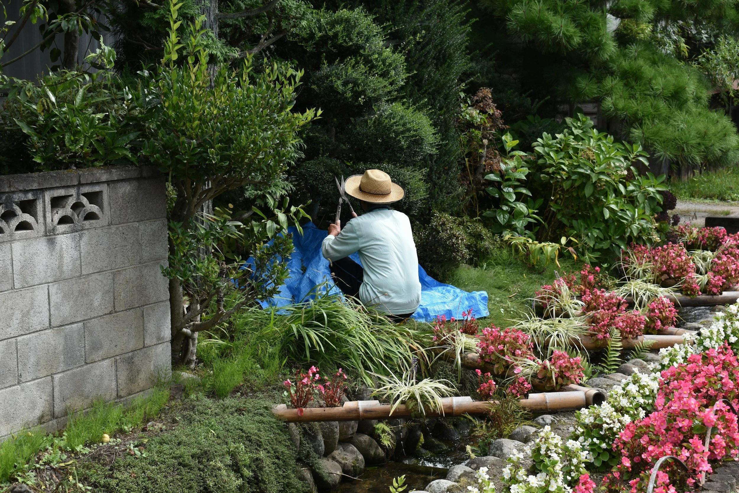 spring photo of a gardener pruning a bush