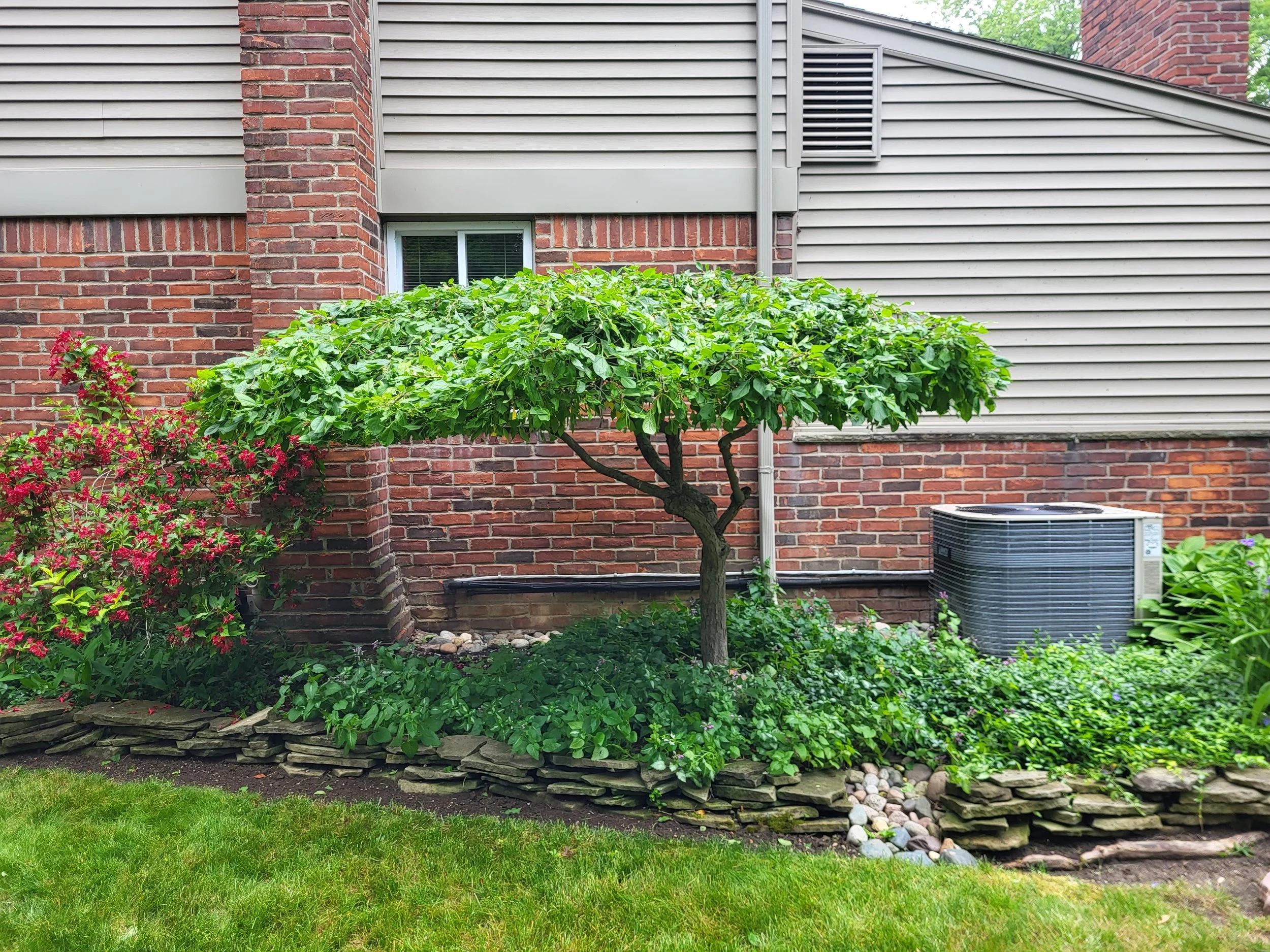 A small tree with a rounded, lush green canopy growing in a landscaped yard with stone border, red brick house wall, an air conditioning unit, and flowers.