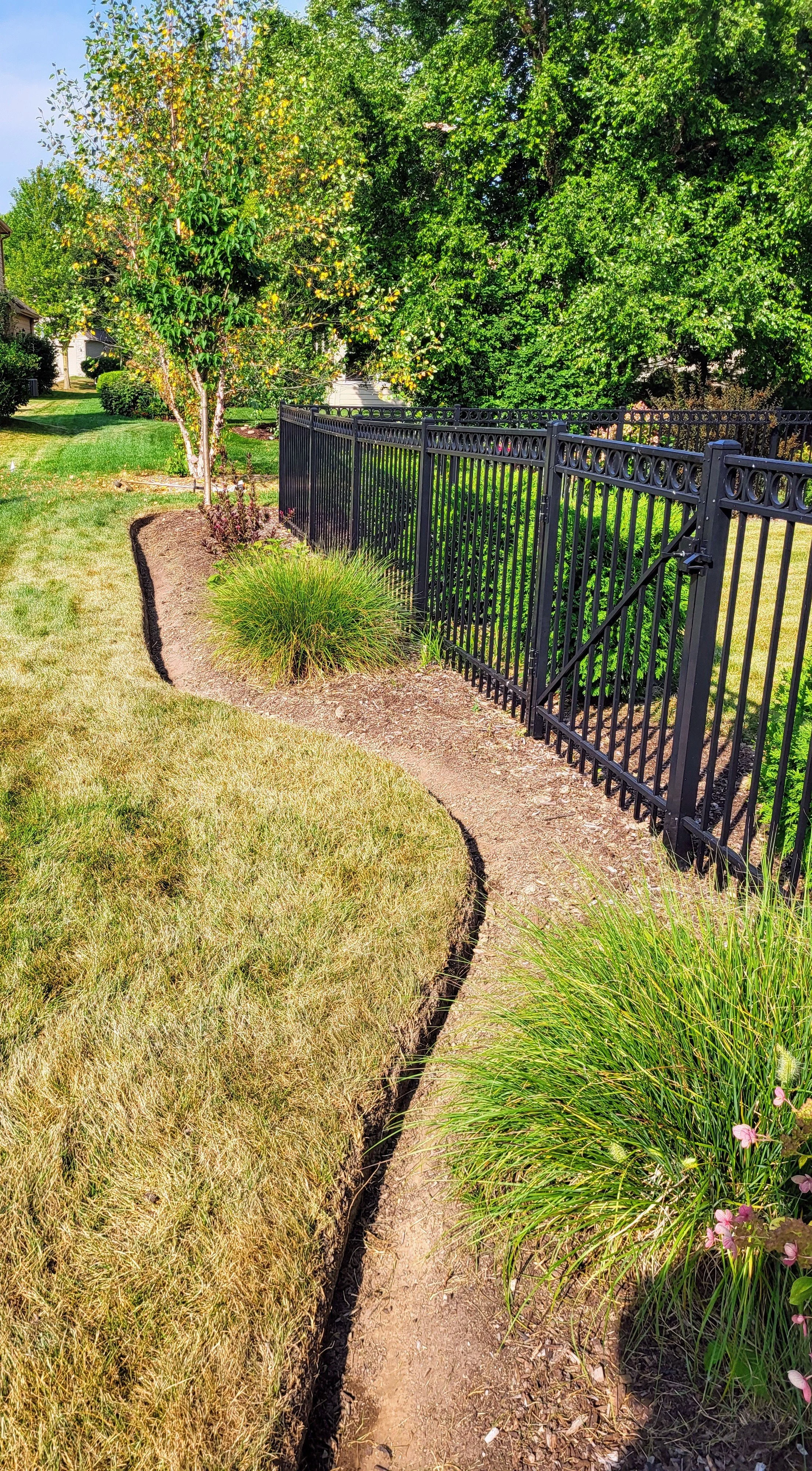 A landscaped backyard with a yellow-green grass lawn, a young tree, and various shrubs, separated by a narrow dirt path bordered by a black metal fence.