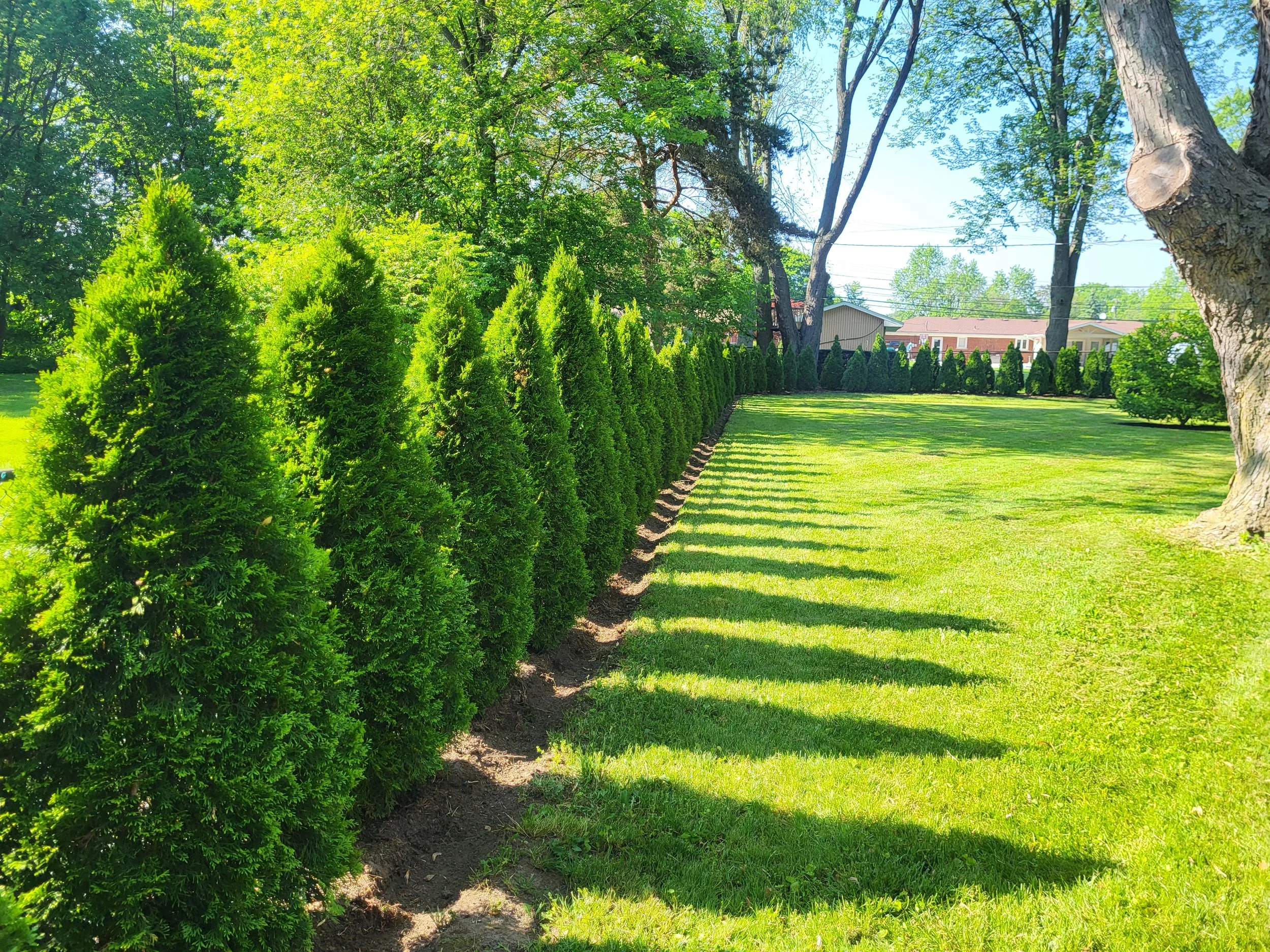 A well-maintained grassy yard with a row of neatly trimmed evergreen bushes casting shadows on the grass, alongside large trees and a house in the background.
