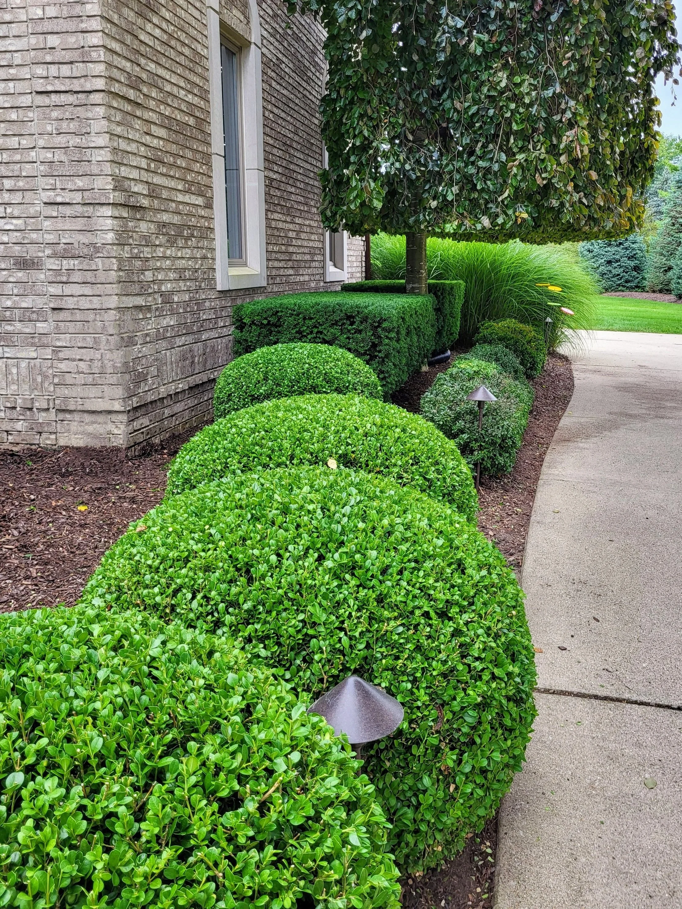 A landscaped yard featuring trimmed bushes and shrubs lining the side of a brick house, with small garden lights along the walkway and a large, leafy tree providing shade.