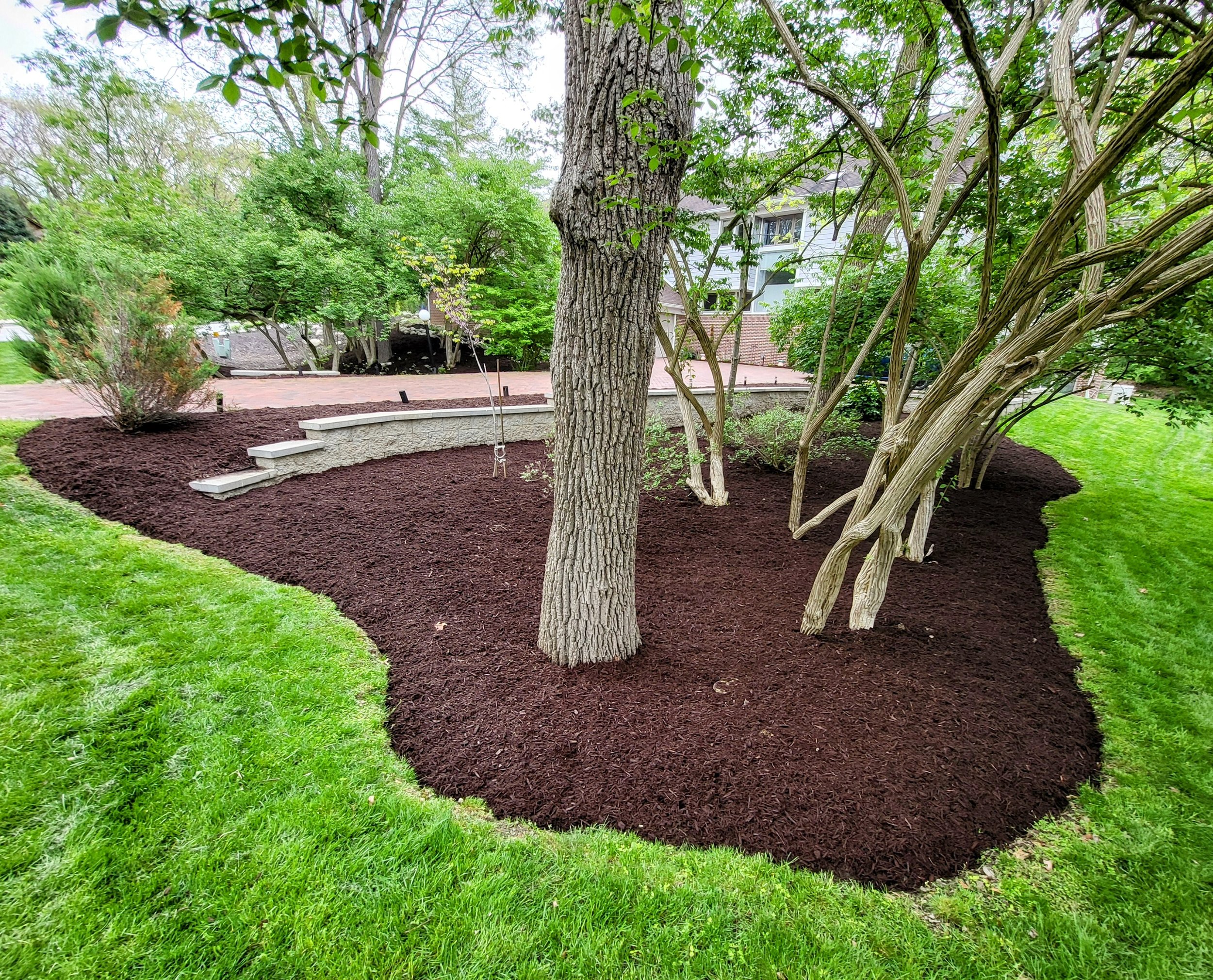 A landscaped garden area with dark brown mulch around trees and a curved set of concrete steps leading to a lighter-colored paved area surrounded by green grass and leafy trees.