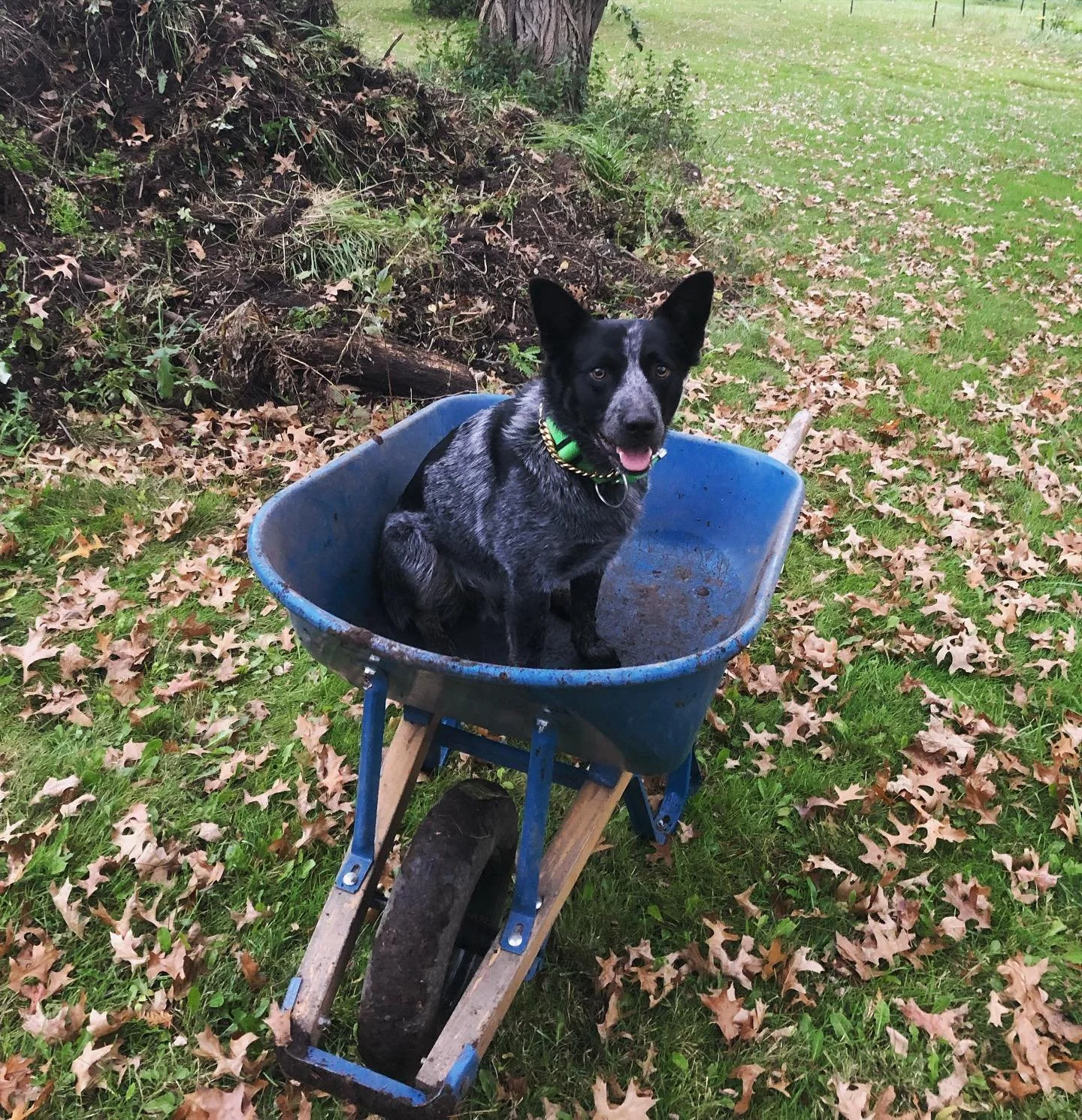 Baloo the dog sitting in a wheelbarrow