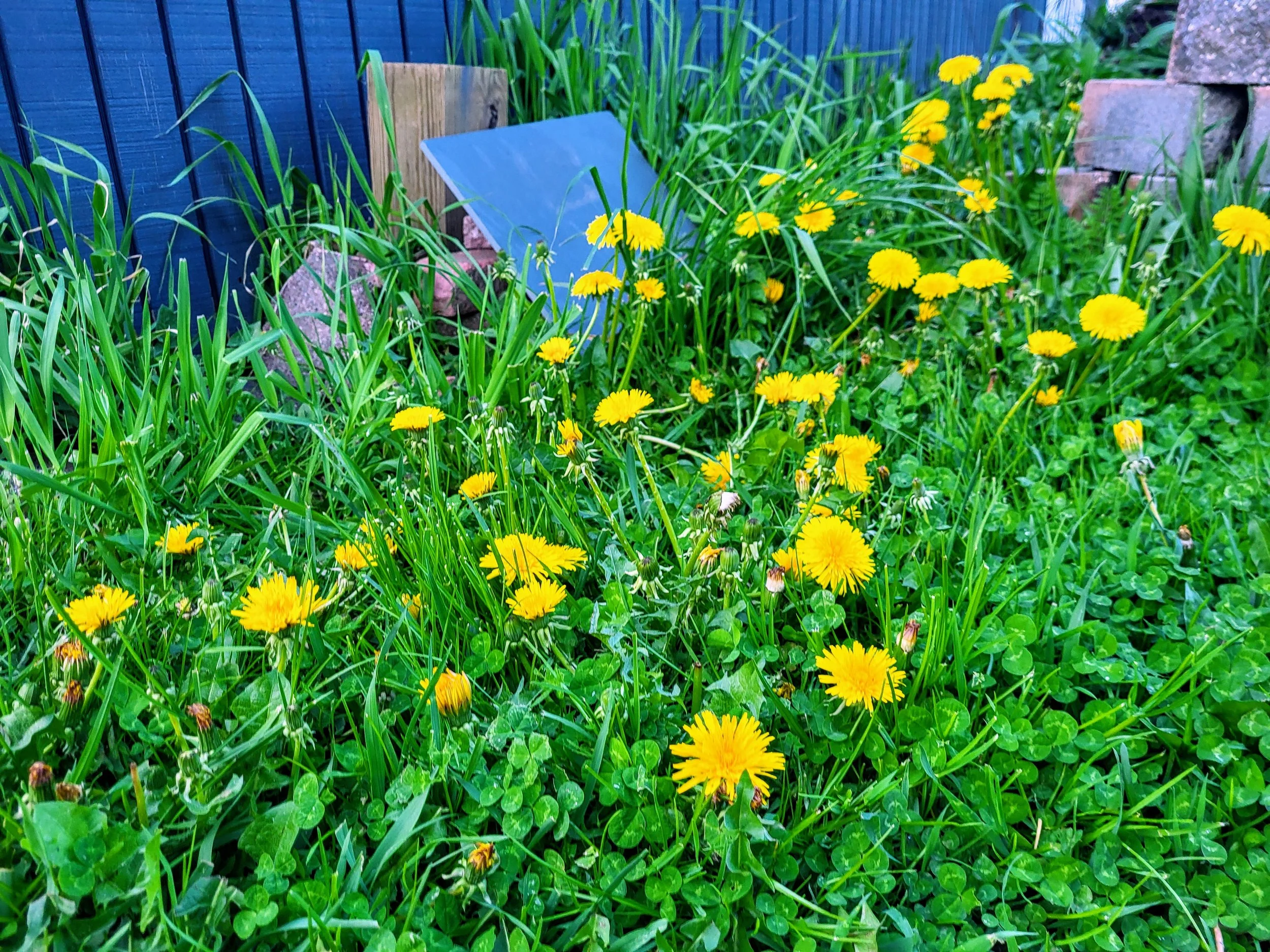 A garden bed filled with yellow dandelion flowers and green leafy plants against a background of a blue fence, a wooden plank, and some rocks.