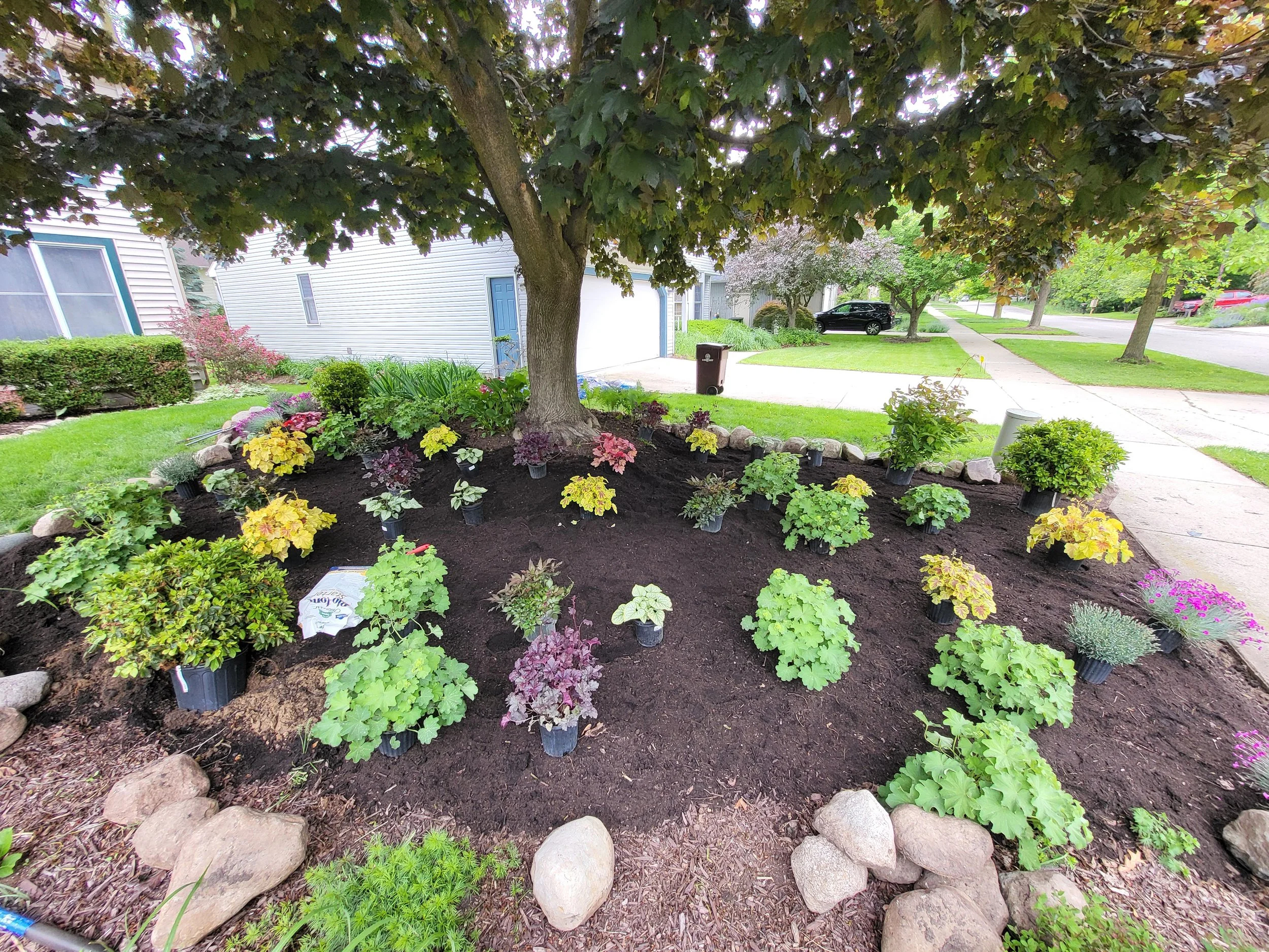 A residential front yard with a large tree in the center, surrounded by various flowering plants and shrubs in a garden bed, with a sidewalk, lawn, street, and houses in the background.