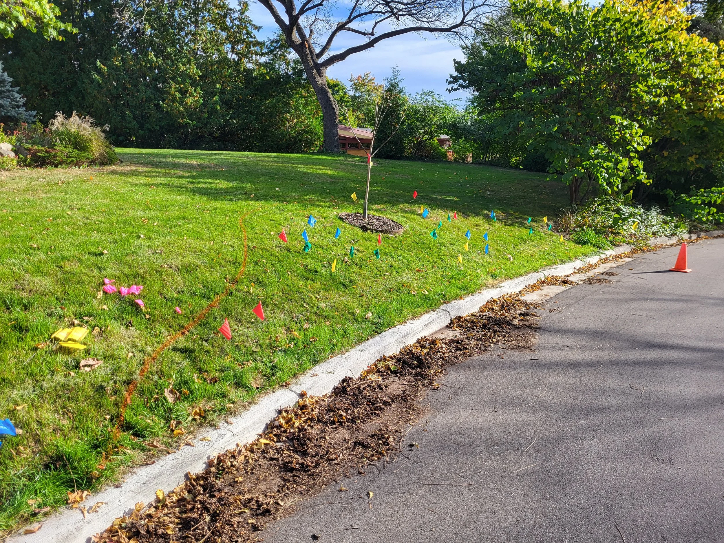A freshly planted young tree in a lawn surrounded by colorful markers and cones, with a paved road on the right side and a landscaped area with bushes and trees in the background.