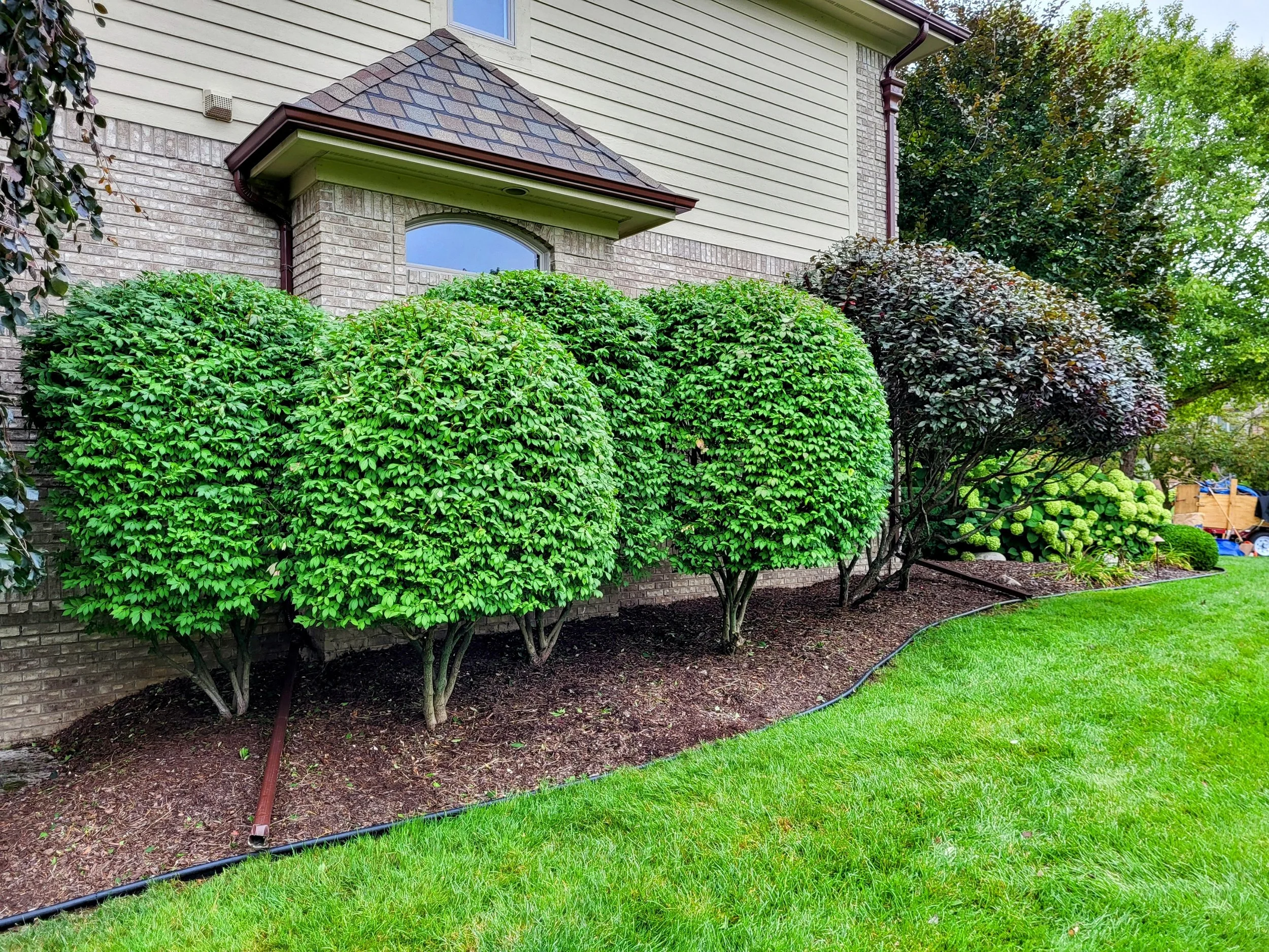 Well-maintained garden with trimmed bushes, green grass, and a house exterior with brick and siding.