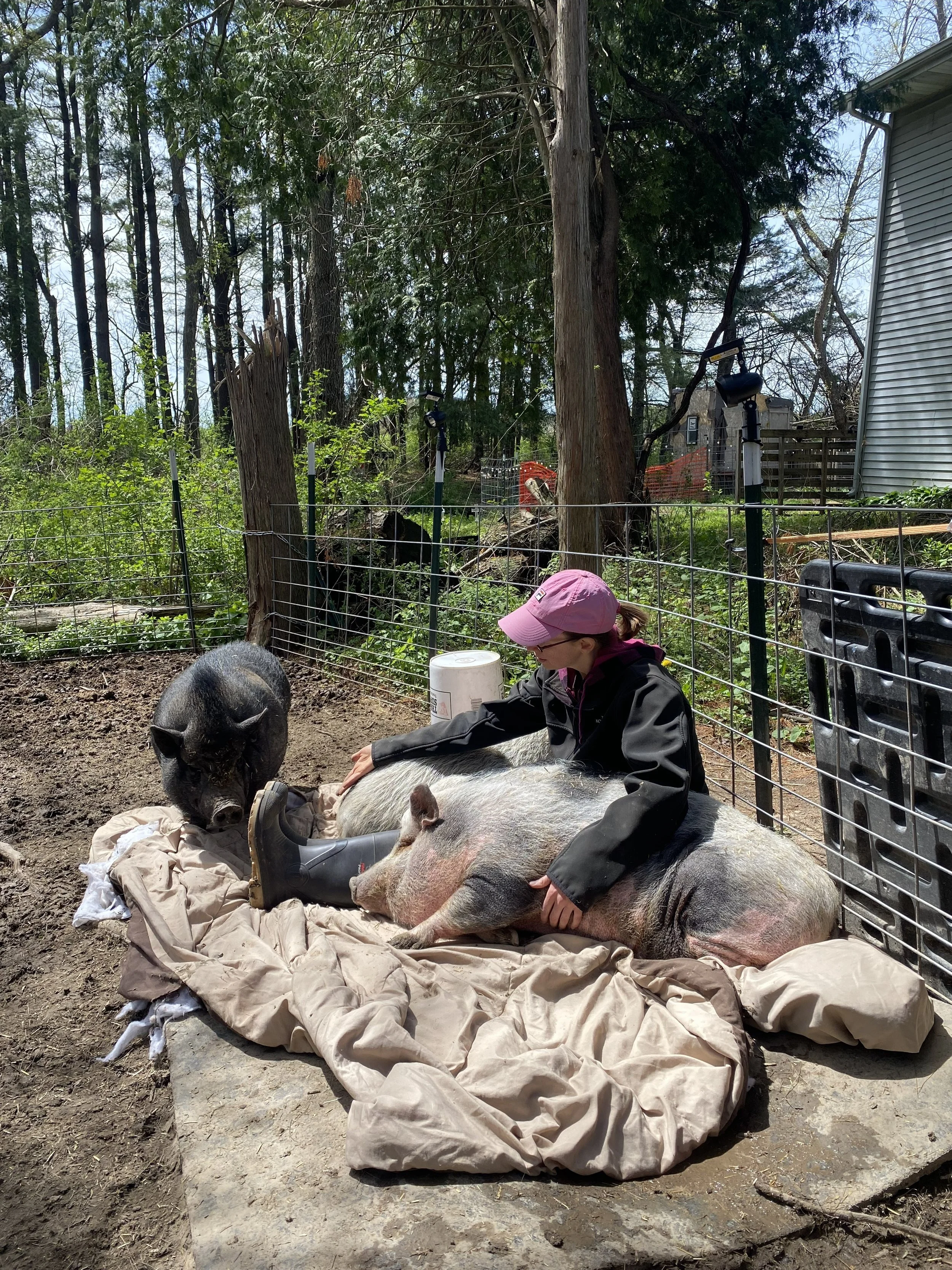 A woman in a pink cap and black jacket sitting on a beige blanket, petting a large pig lying on its side, while a black pig stands nearby. They are enclosed in a fenced outdoor area with trees and a house in the background.