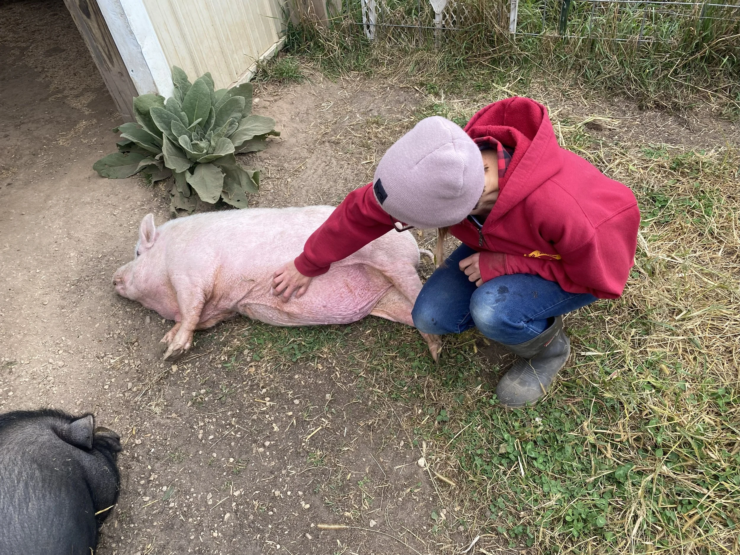 Person petting a large, pink domestic pig lying on the ground outdoors, with another pig partially visible in the bottom corner.