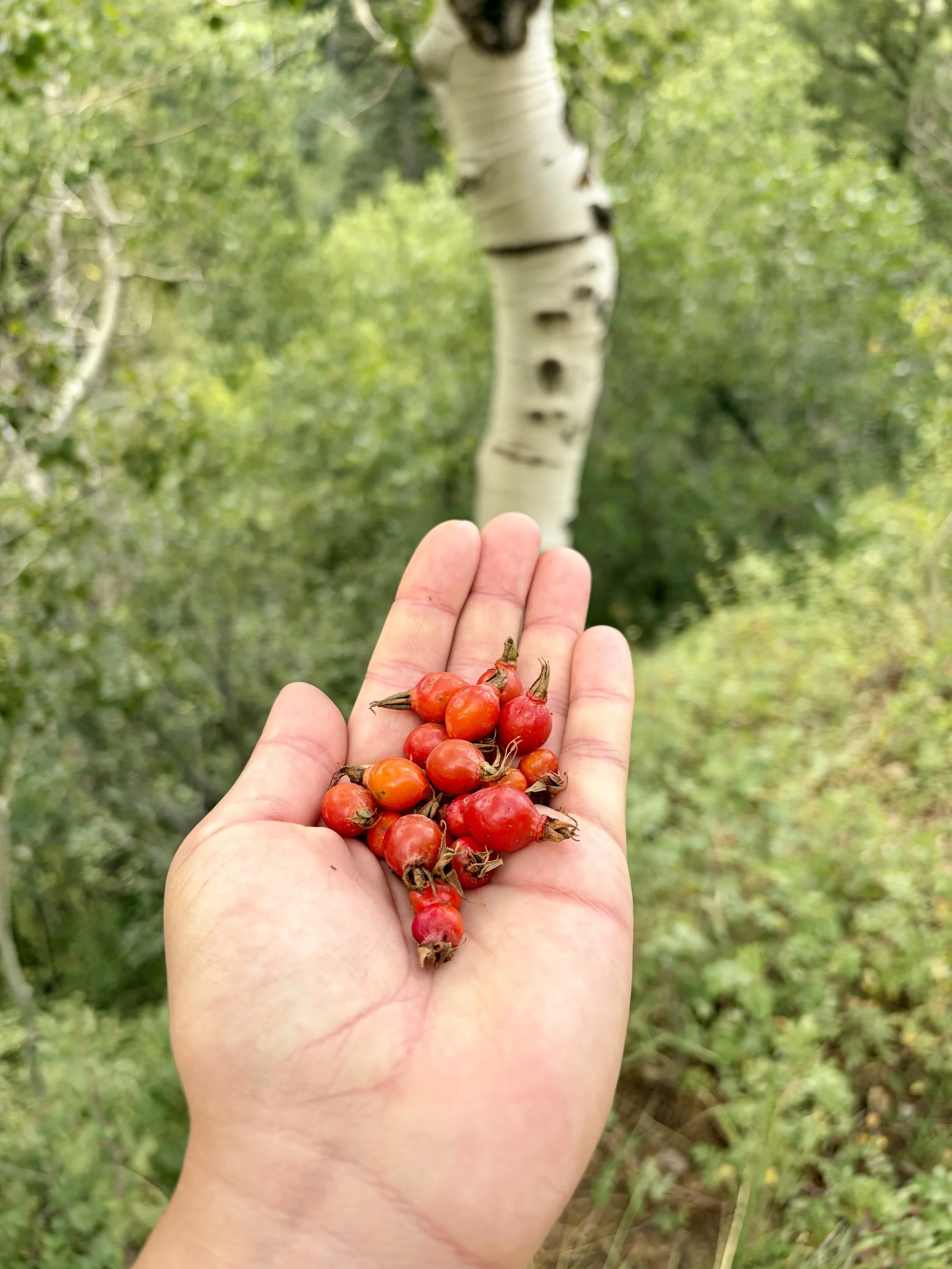 Kinship With Wild Rose 