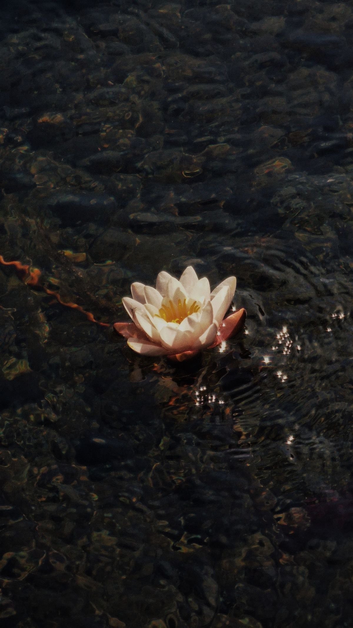 YOGA PHILOSOPHY CIRCLE ( 8 Limbs of Yoga ) w/ Susi