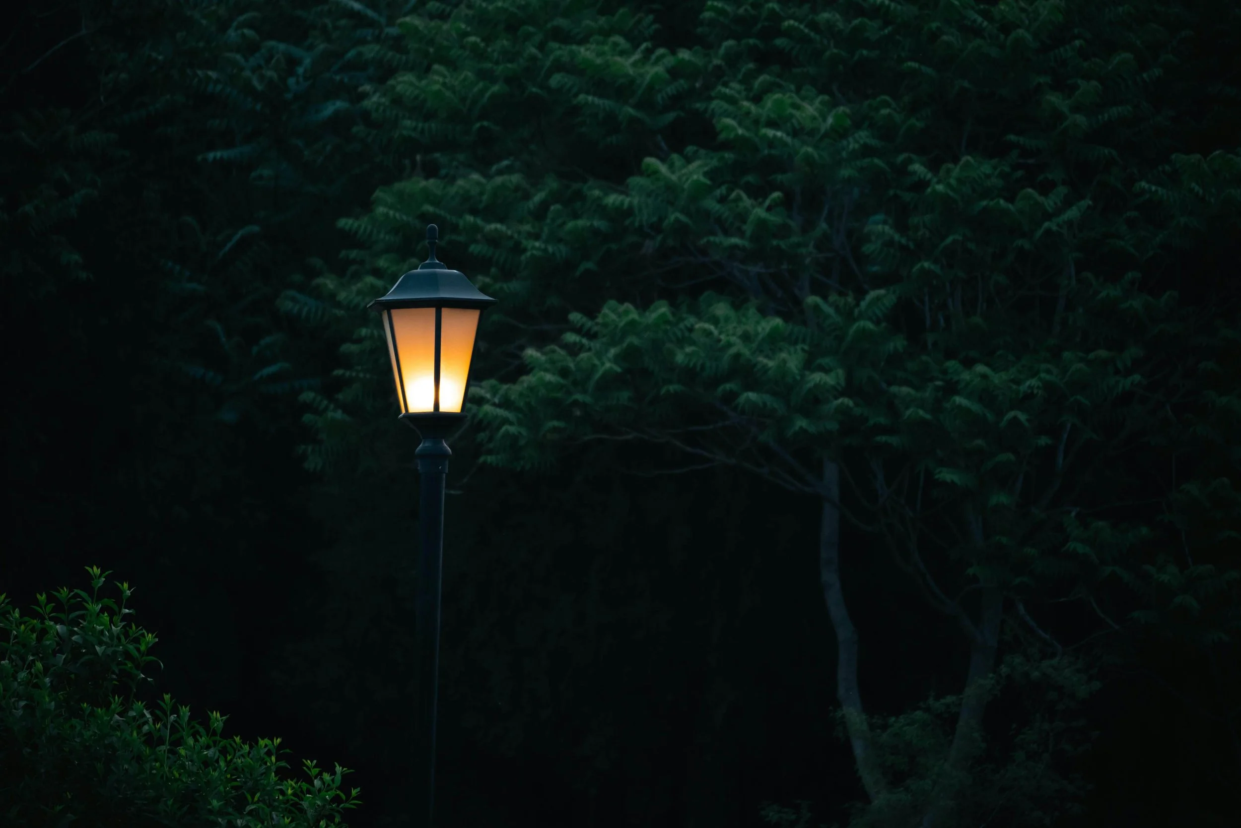 A street lamp emitting warm light stands amidst dark green trees and bushes at dusk or night.