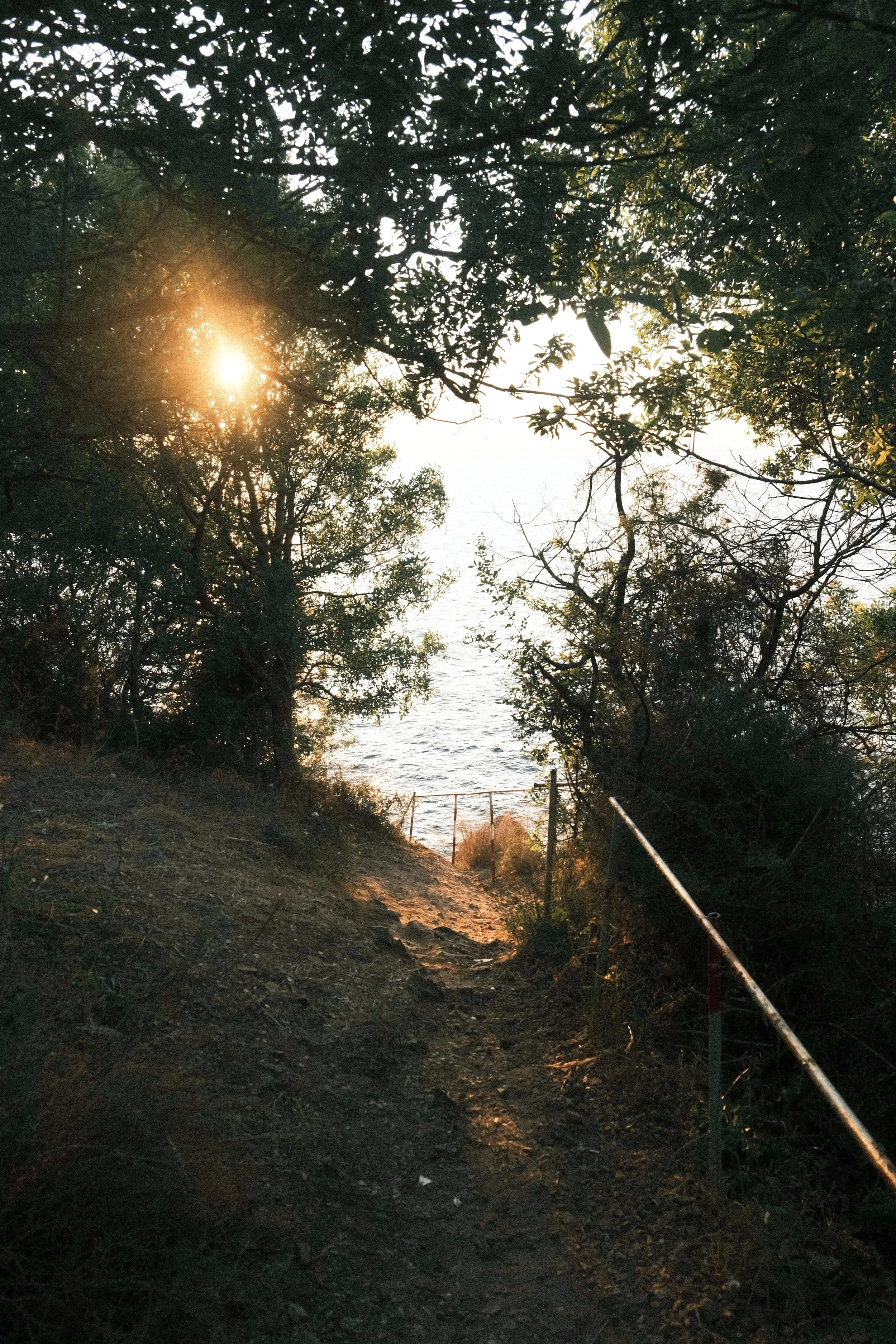 A dirt path leading to a body of water, bordered by trees and bushes, with the sun setting or rising in the background.