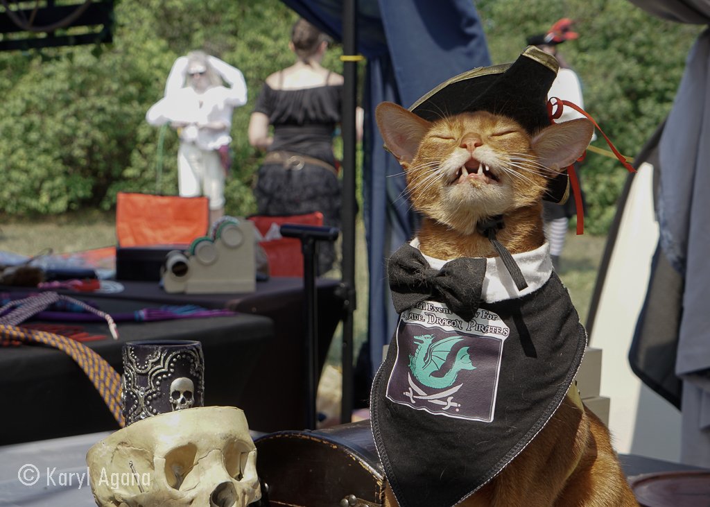 Leonidas the Pirate Kitty