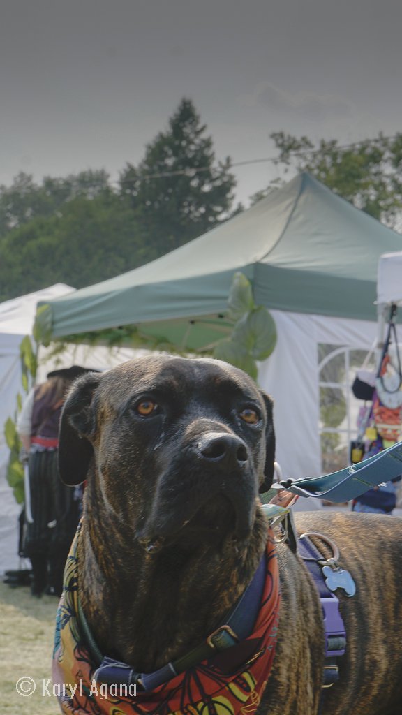 My dog Blue, thankful of all the big dog lovers