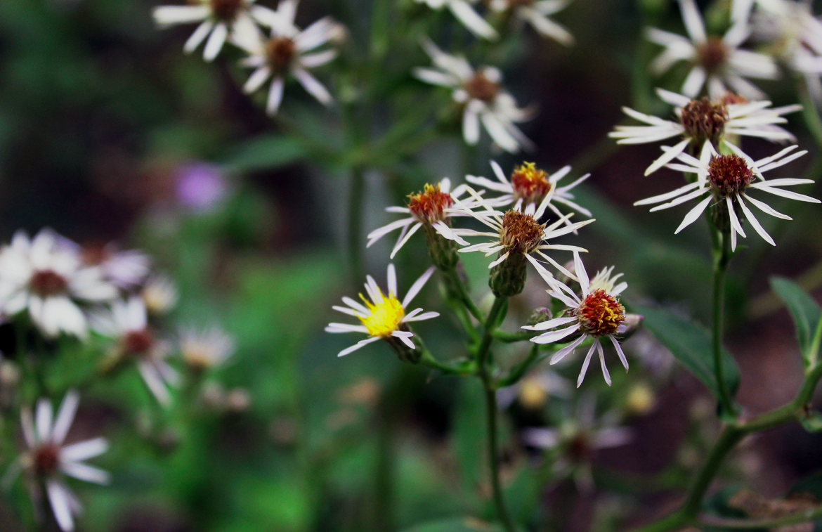 NATbaby.daisies.png