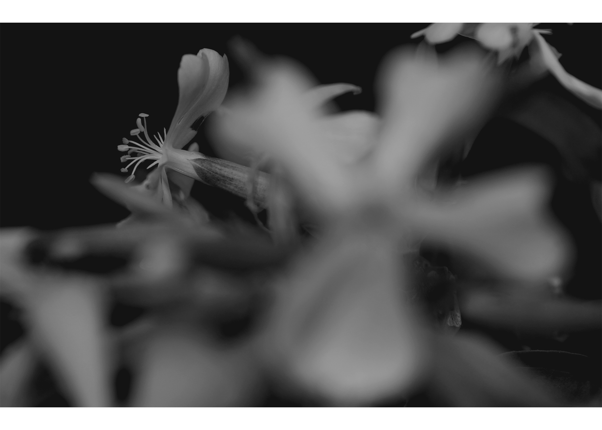 NATflat_bw_curve.png