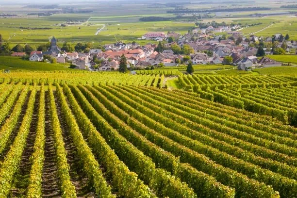 Friday Flight 8/15: Oregon vs Burgundy Pinot Noir