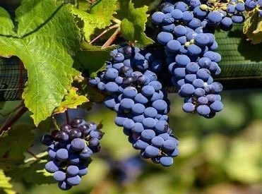 Friday Flight: Malbec