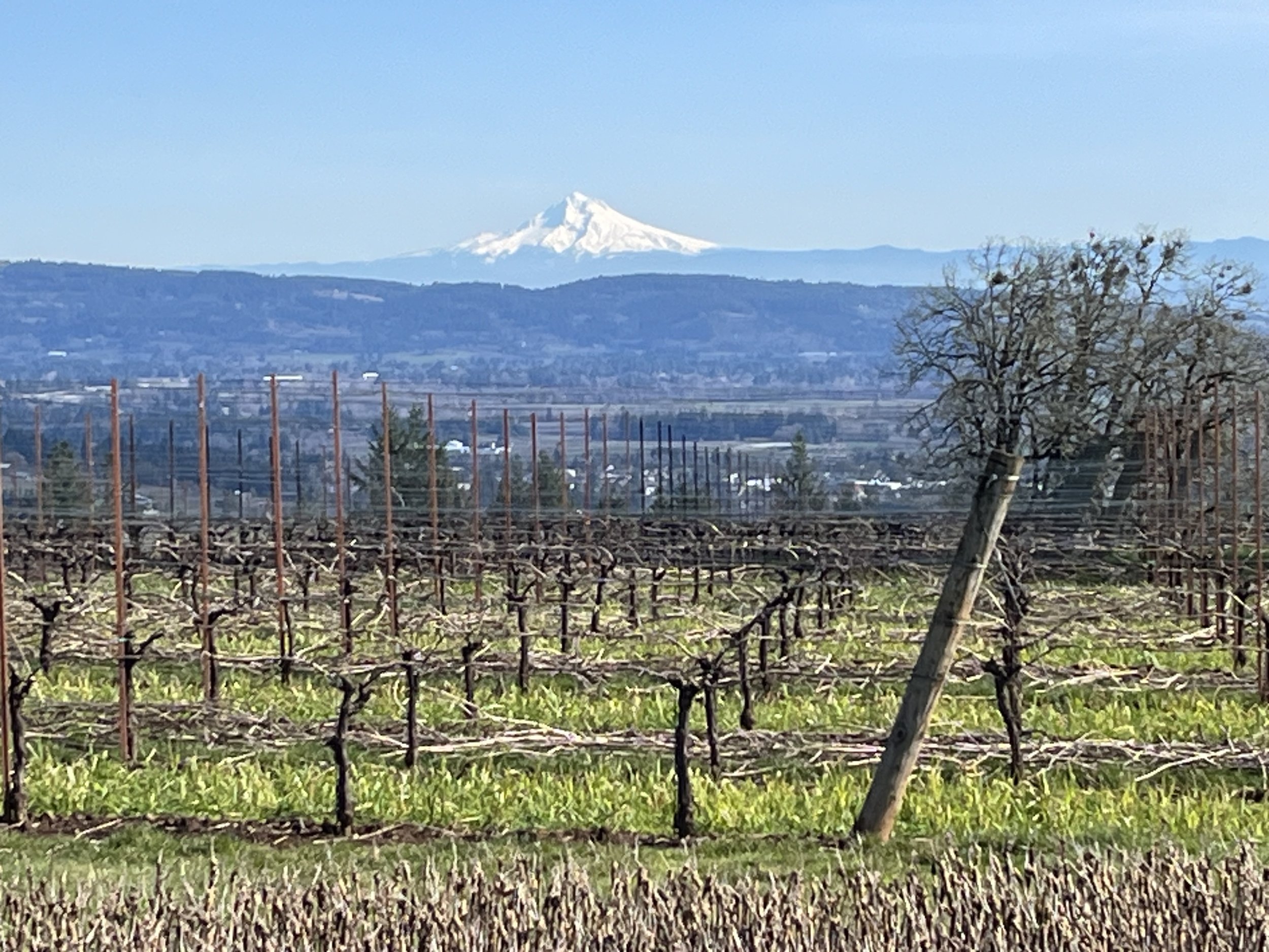 Oregon Wines Tasting 5 - 7pm Free