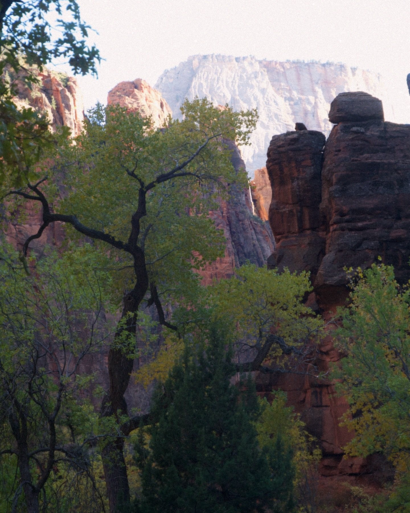 One of my favourite shots from last weekend in Zion. Not nearly enough time and more often than once took a wrong turn, but overall still a few memories to hold onto. 

#zion #zionnationalpark #thenarrowshike #riverwalk #utah #photooftheday #photogra