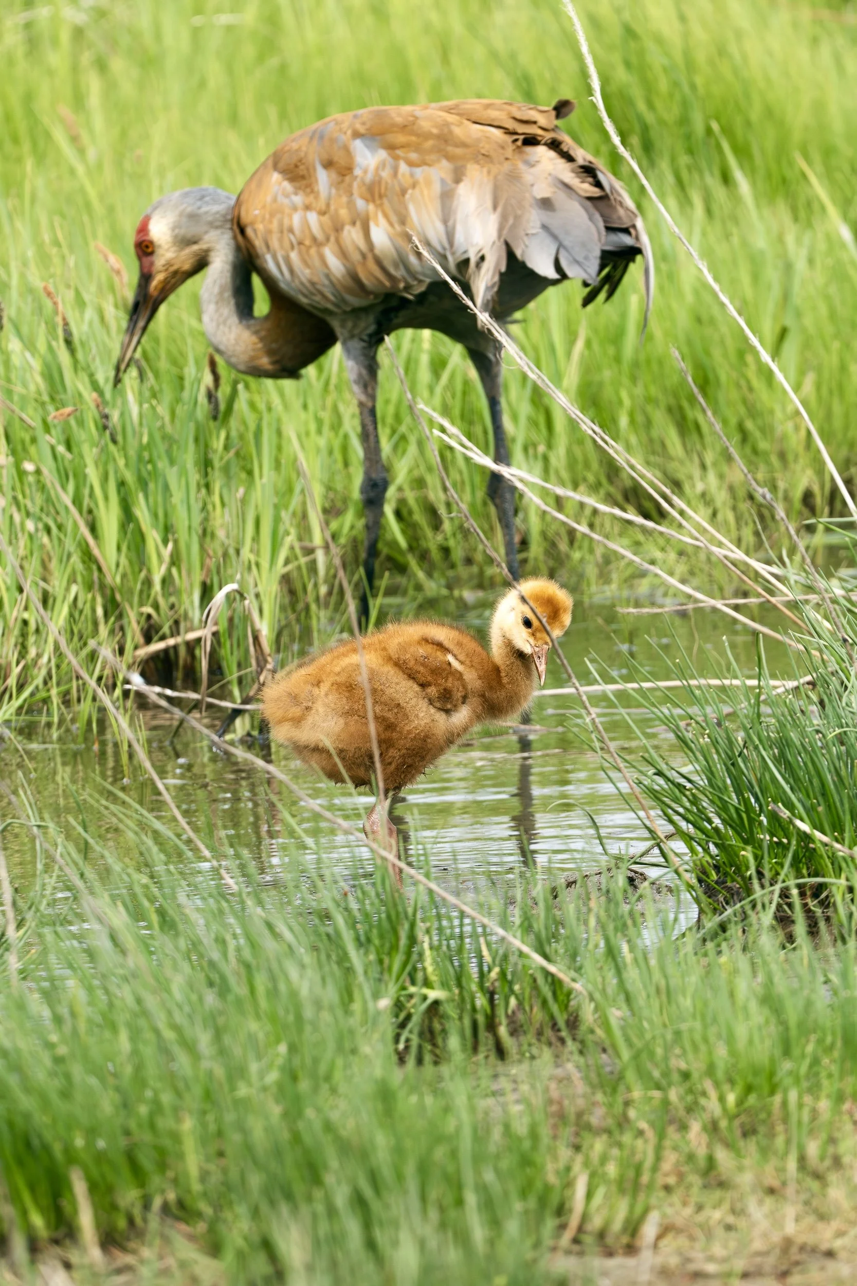 sandhill crane-11.jpg
