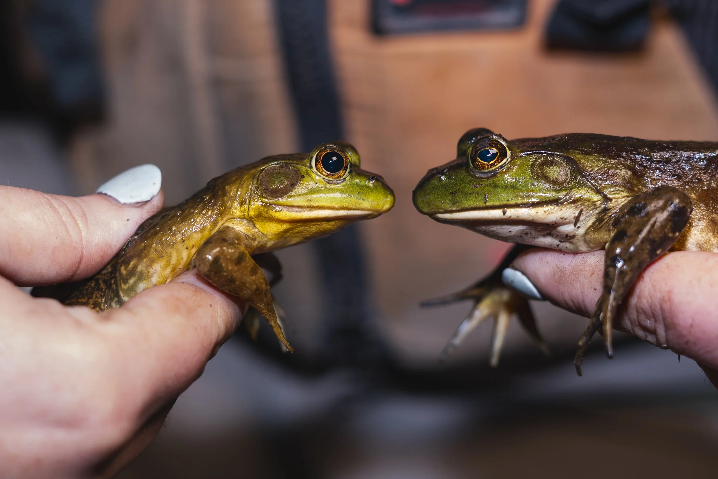 turtle and frog shoot-17.jpg