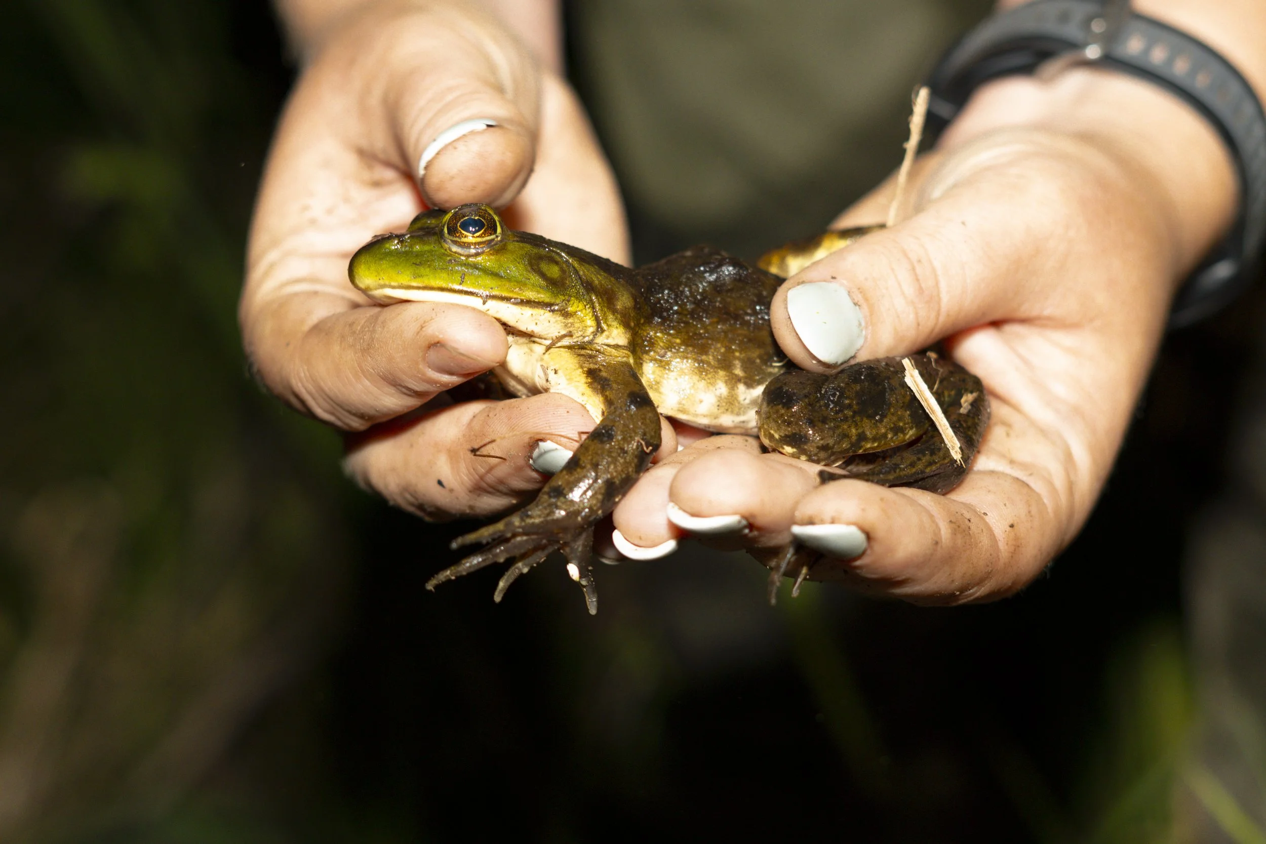 turtle and frog shoot-15.jpg