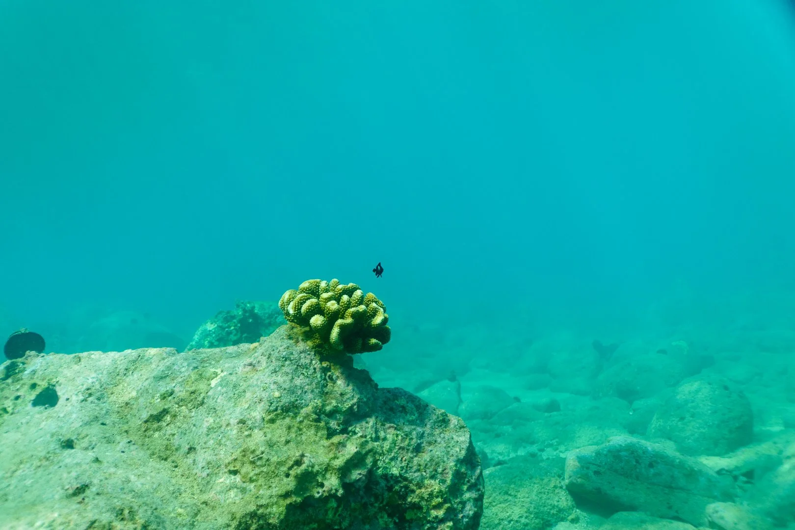 tiny fish .JPG