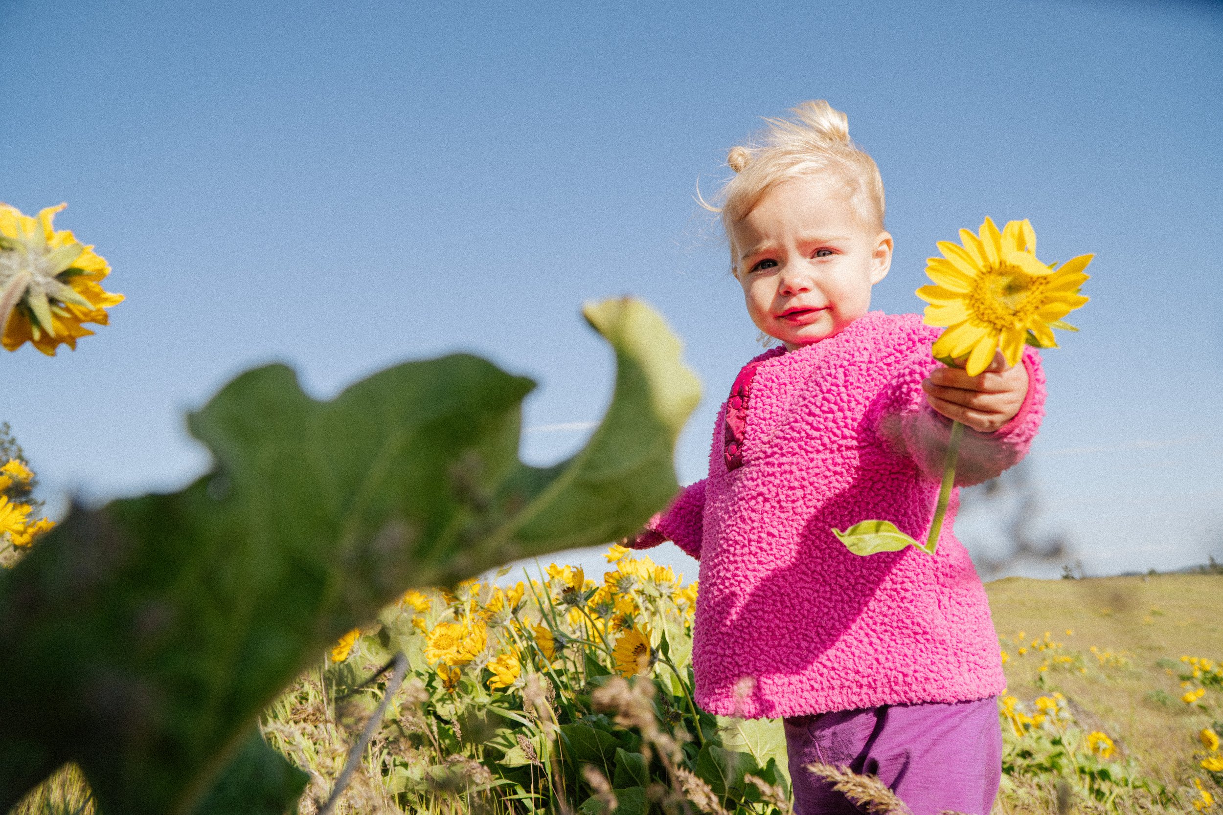 Balsamroot Portrail 2026-47.jpg