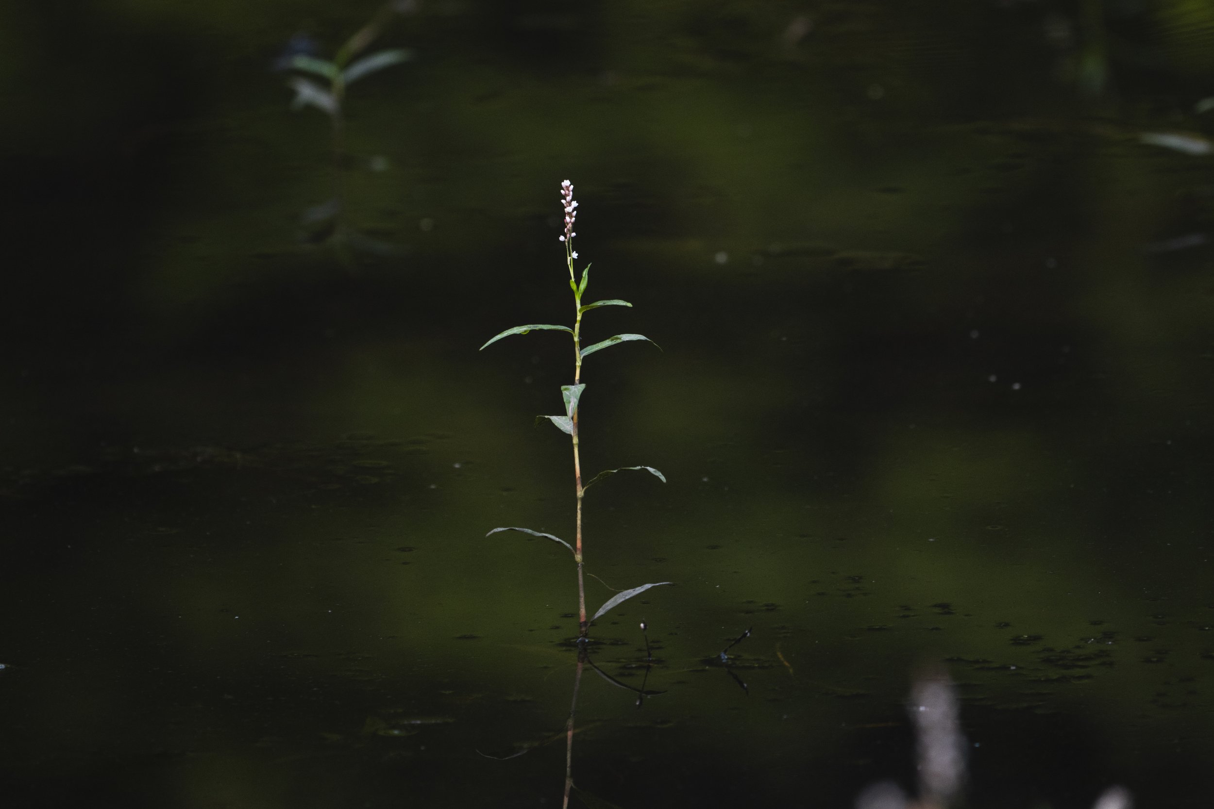 turtle and frog shoot-5.jpg