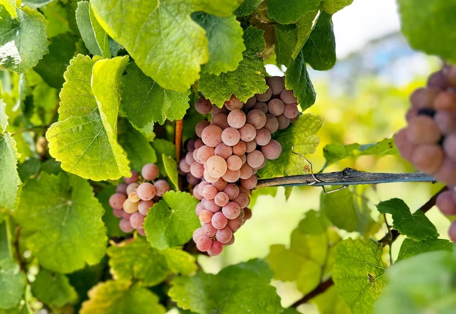 gewurztraminer-grapes_769ad121-79d1-4ec2-abc6-0529b0cdc4e9_900x.webp