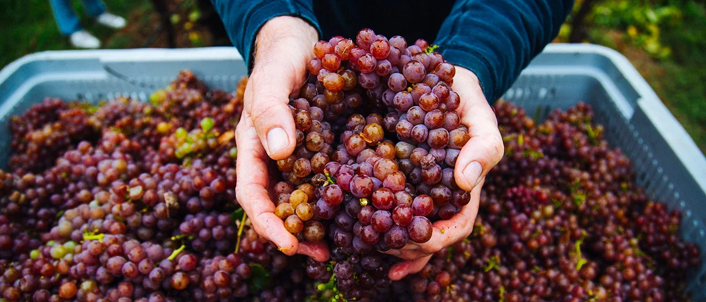 colmar estate Wine Dinner
