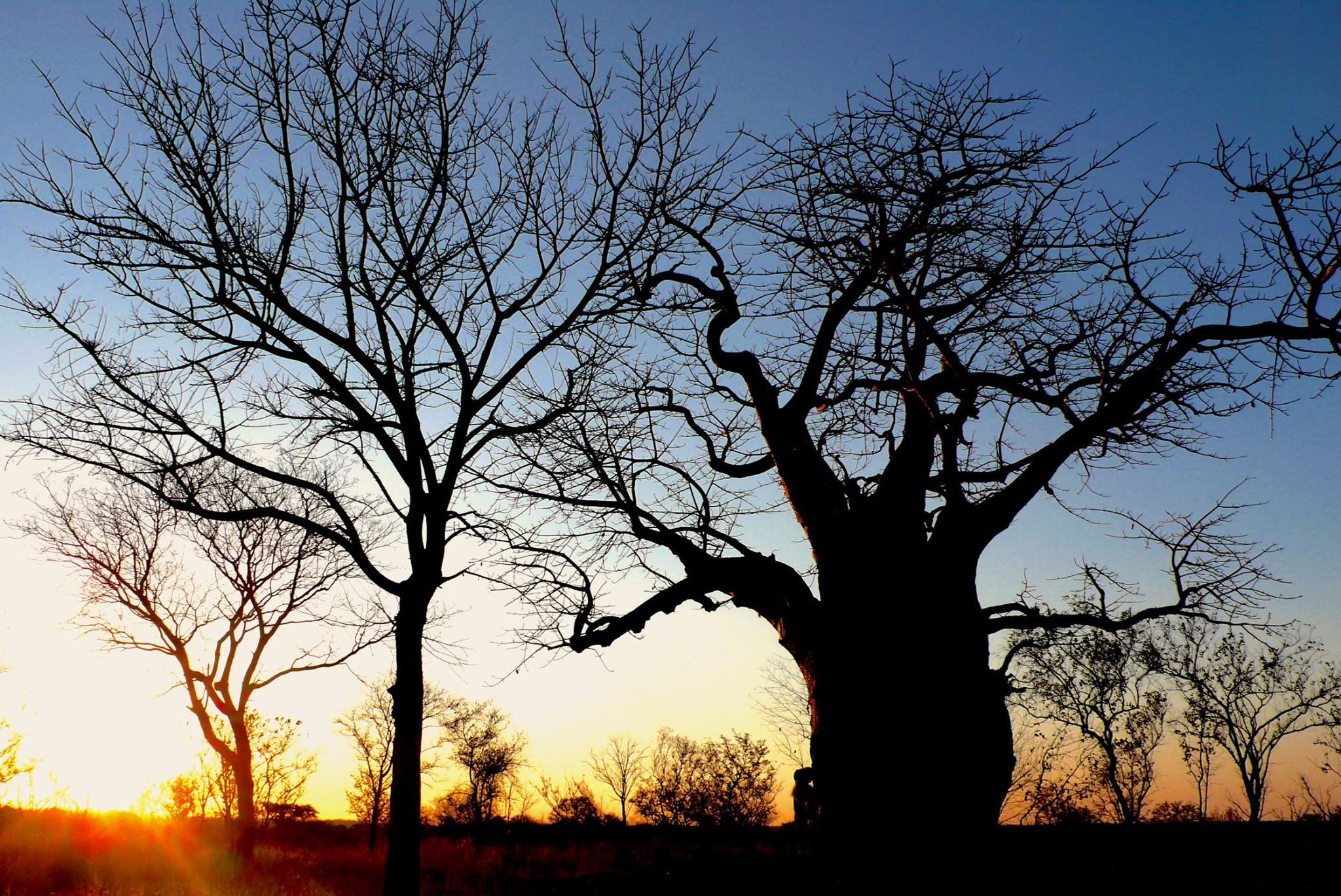 Greenpop - Environmental Leadership