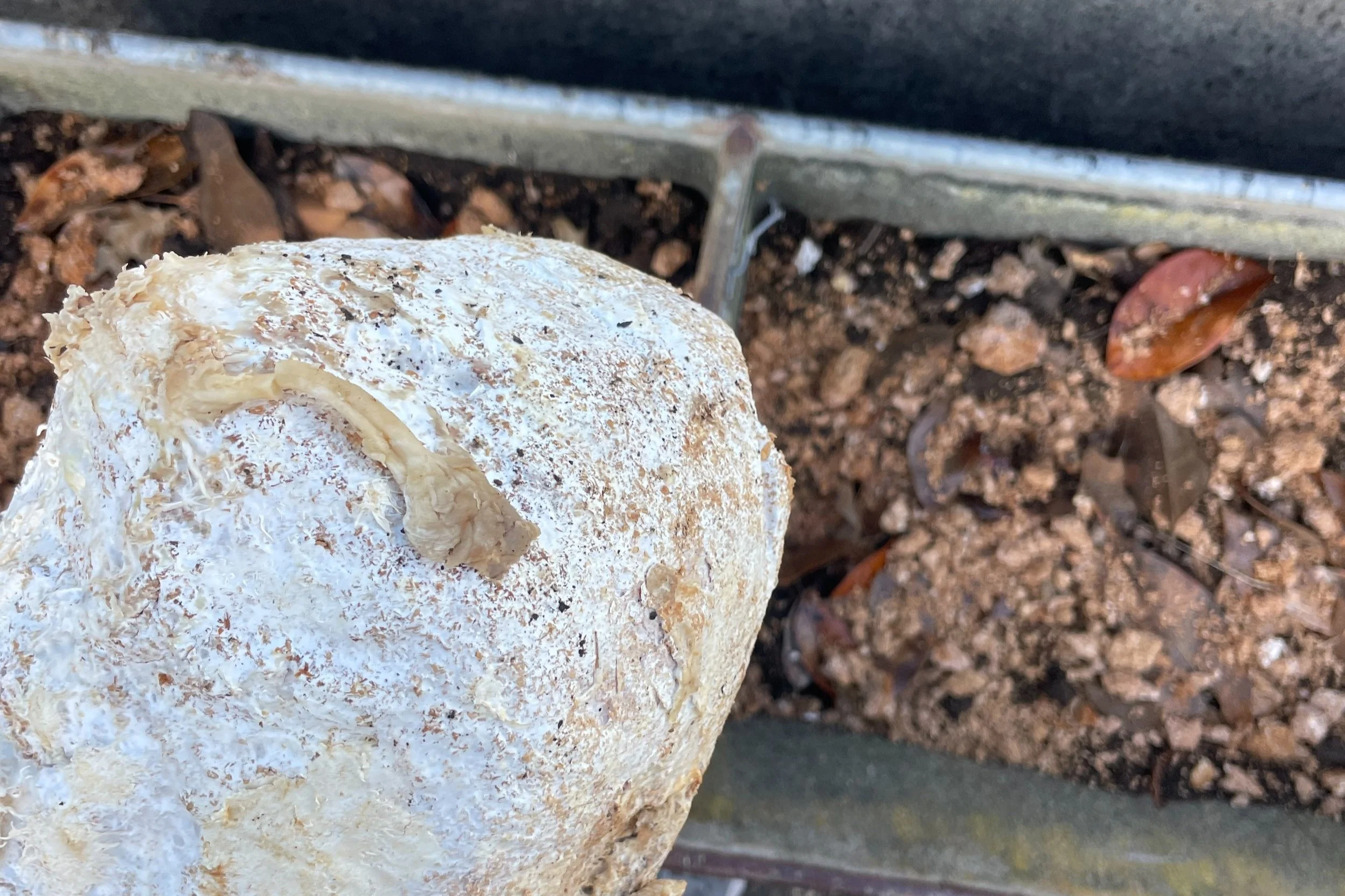 Mushroom spore block, leaf matter and sawdust layered with soil in troughs for added nutrients and moisture retention