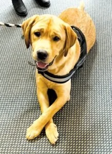 Yellow Labrador Retriever