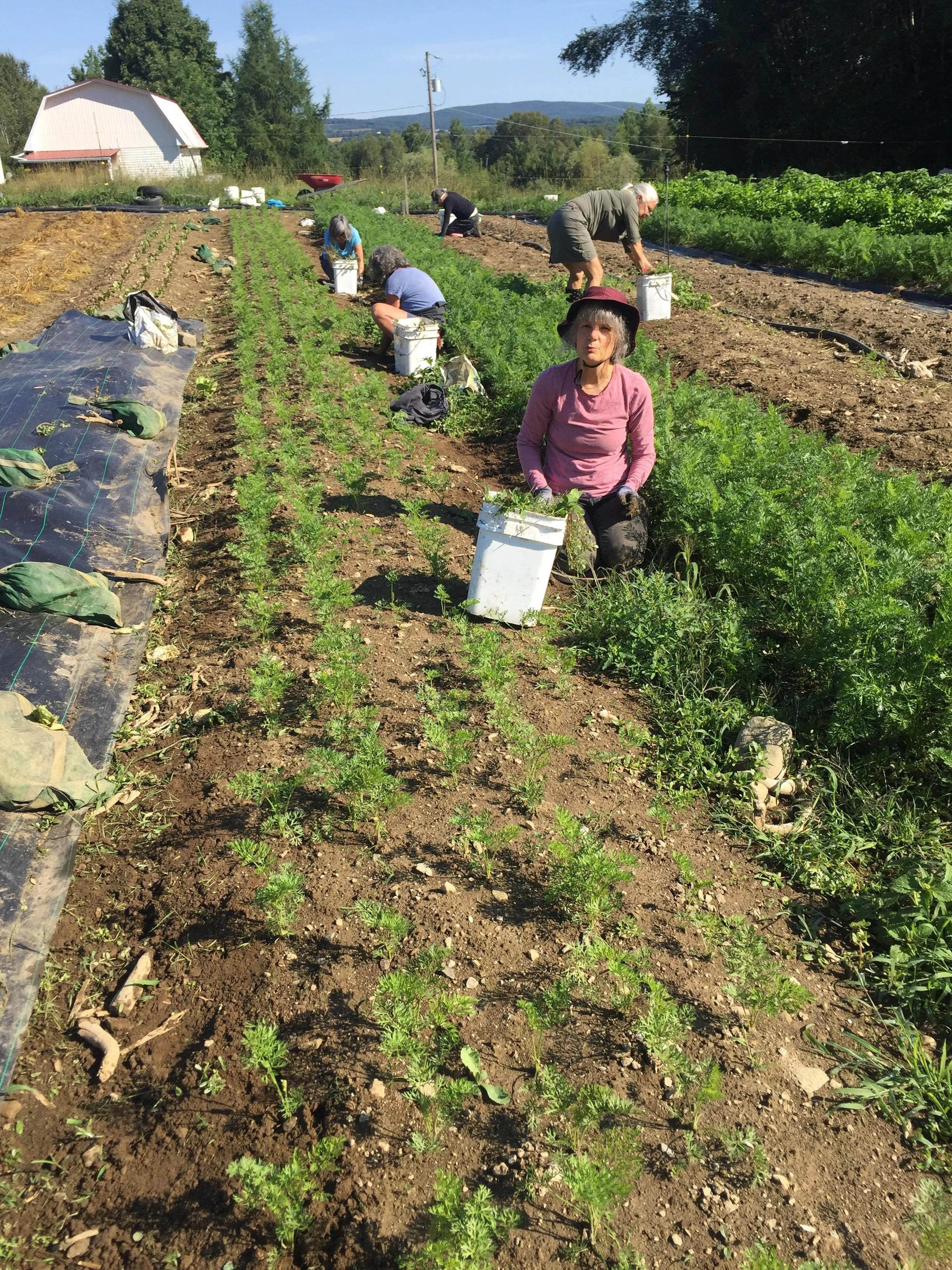 personnes dans le champ à cueillir des légumes en été