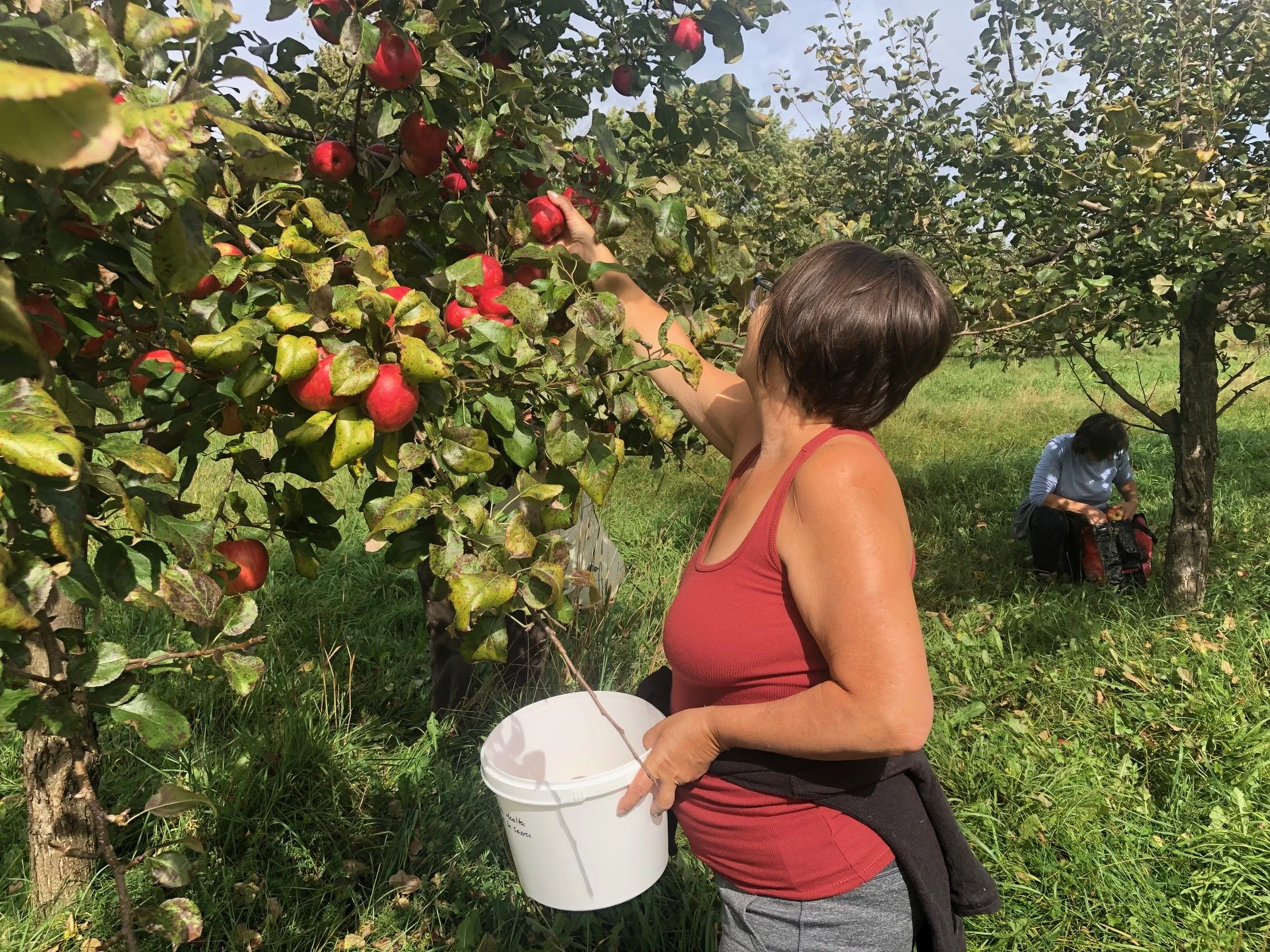 une femme qui cueille des pommes