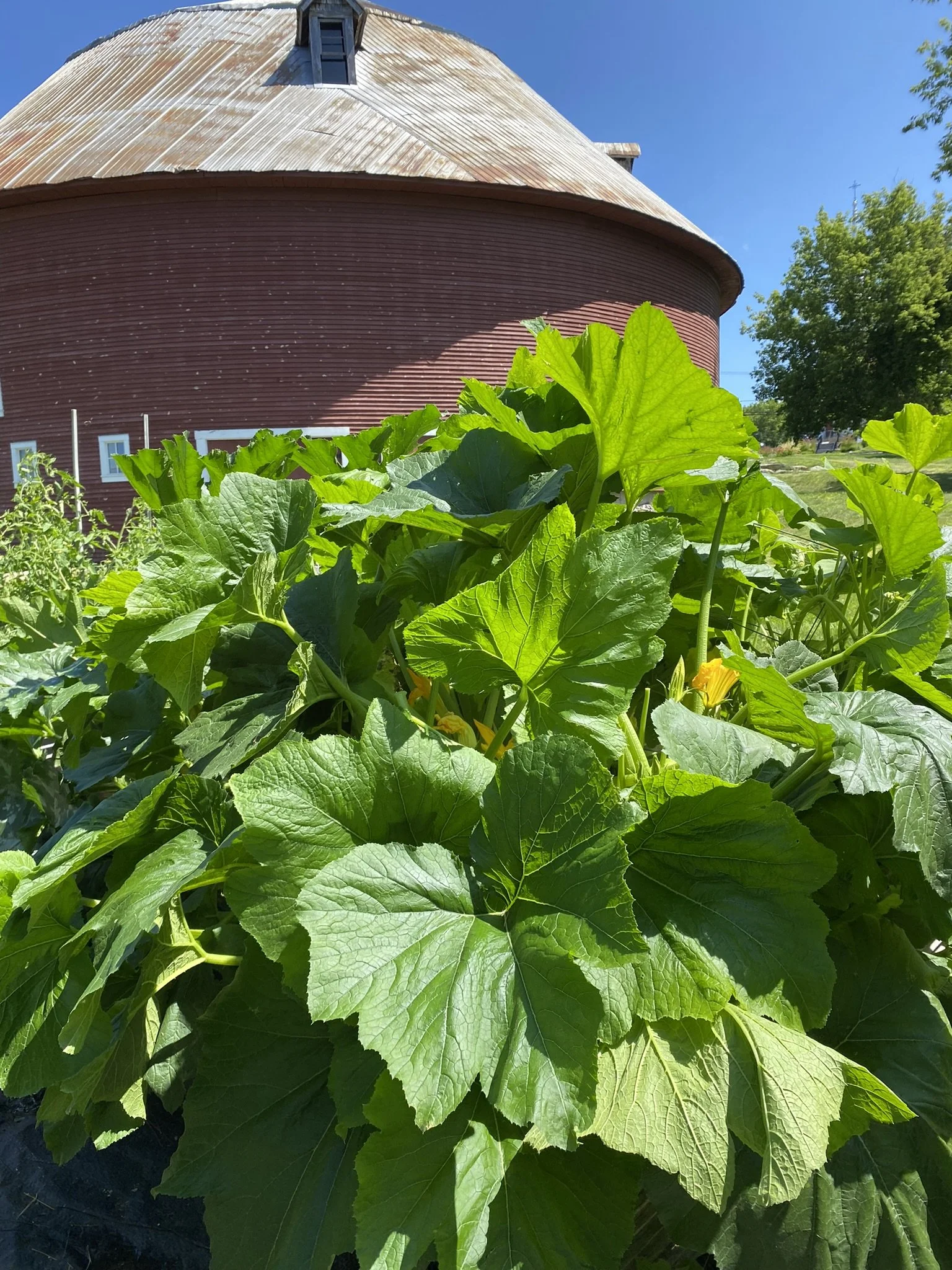 plants de courgettes