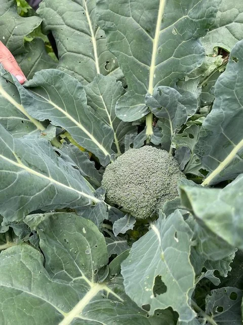 tête de brocoli avec feuilles