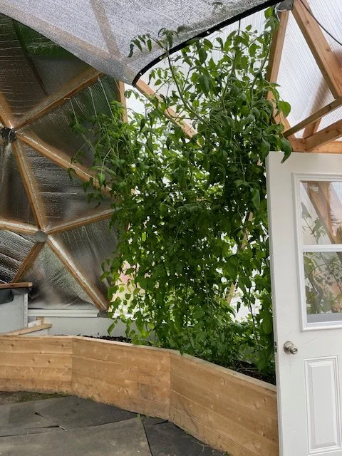 plant de tomates en serre