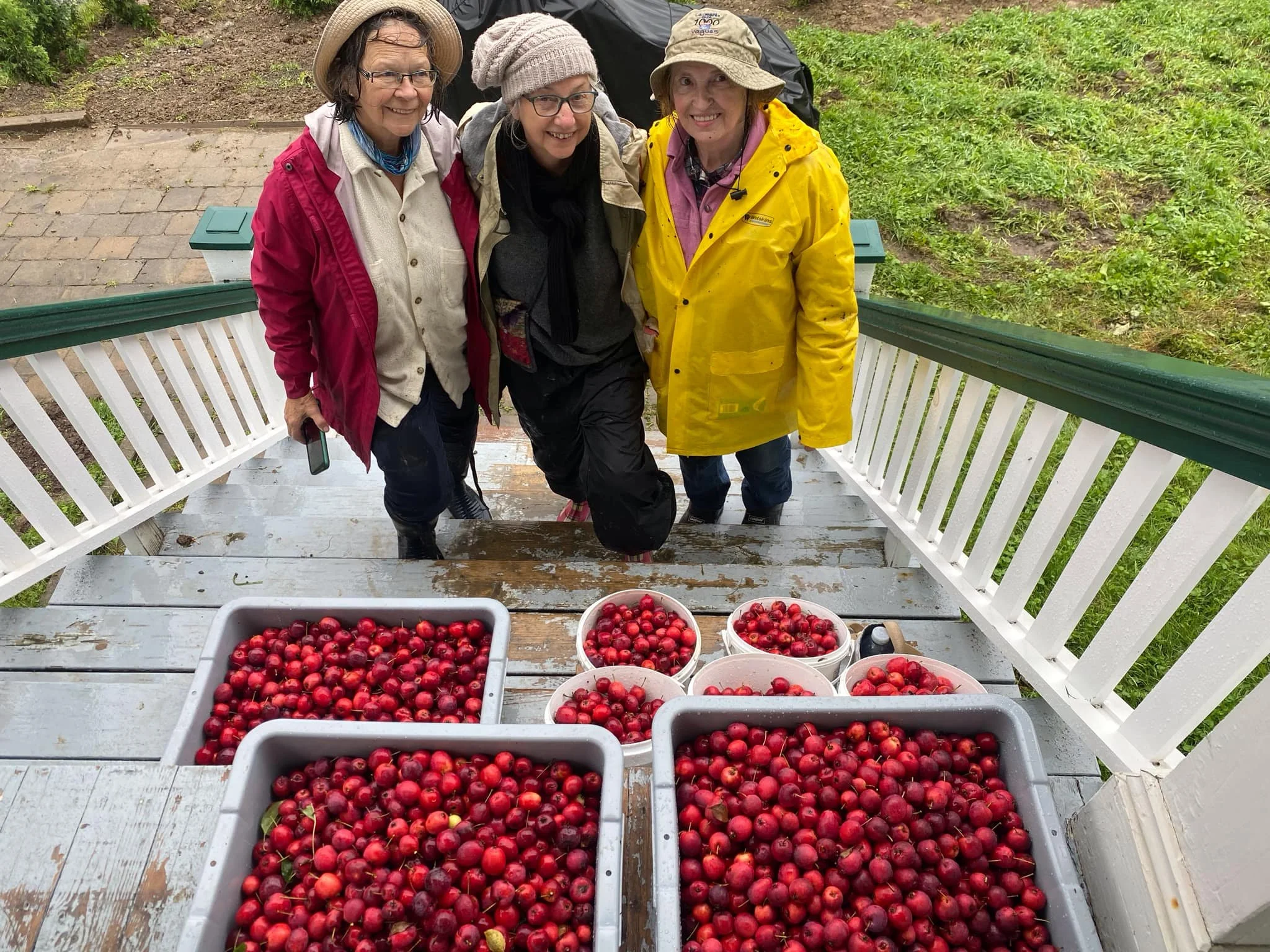 bacs et chaudières de pommes cueillies avec trois femmes