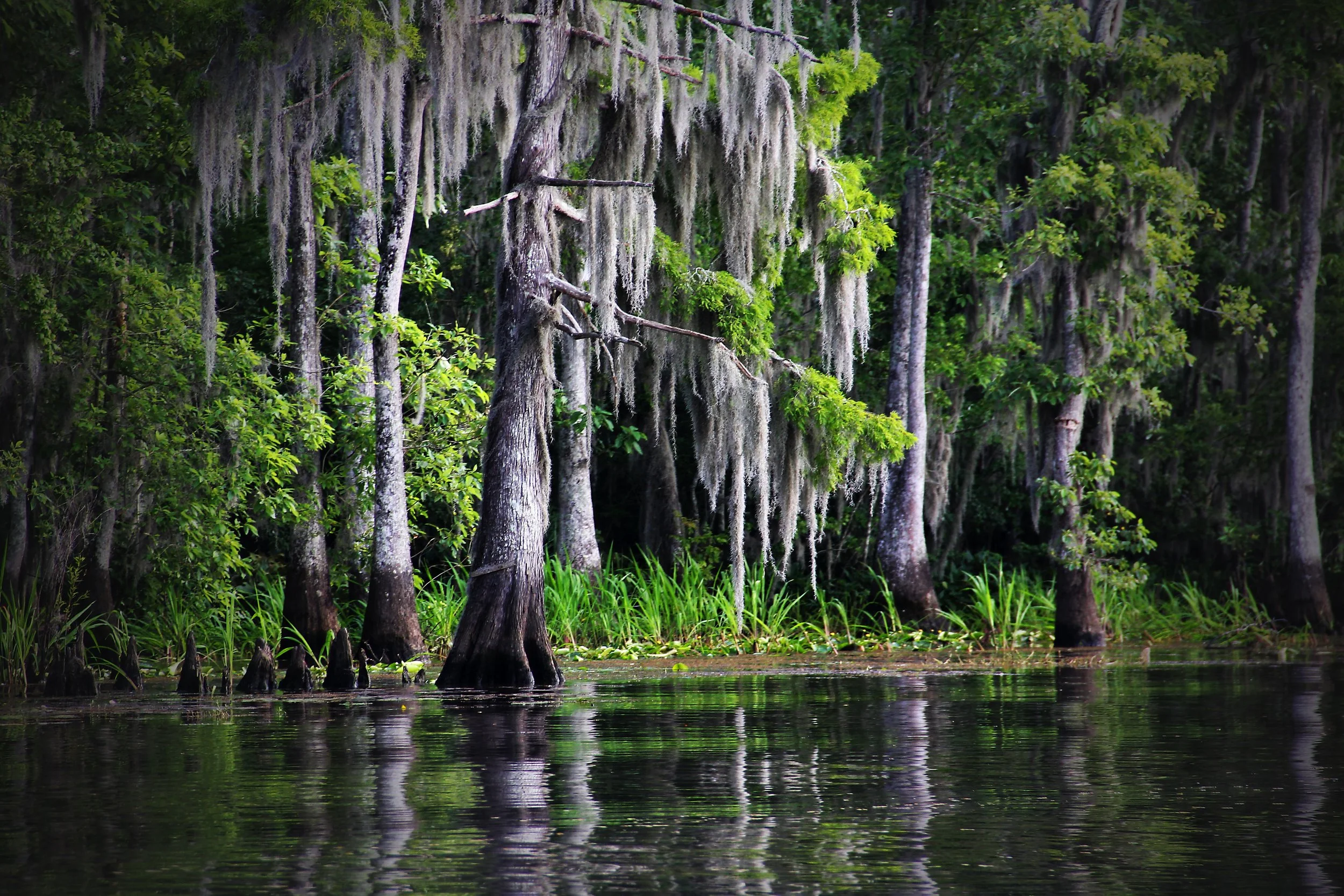 Cypress tree swamp.jpg