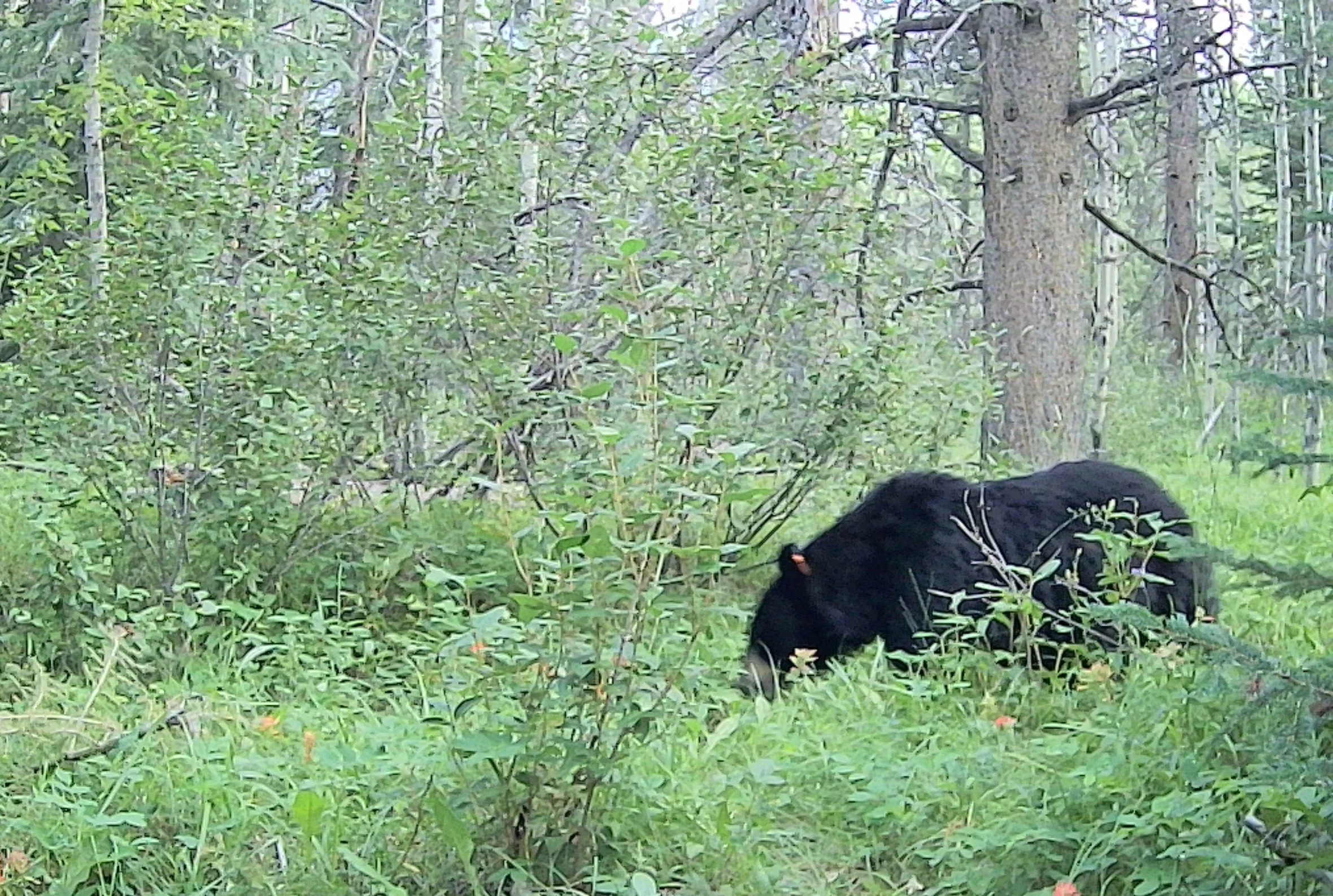 bear 2026 07 18 black with ear IMAG0029.jpg