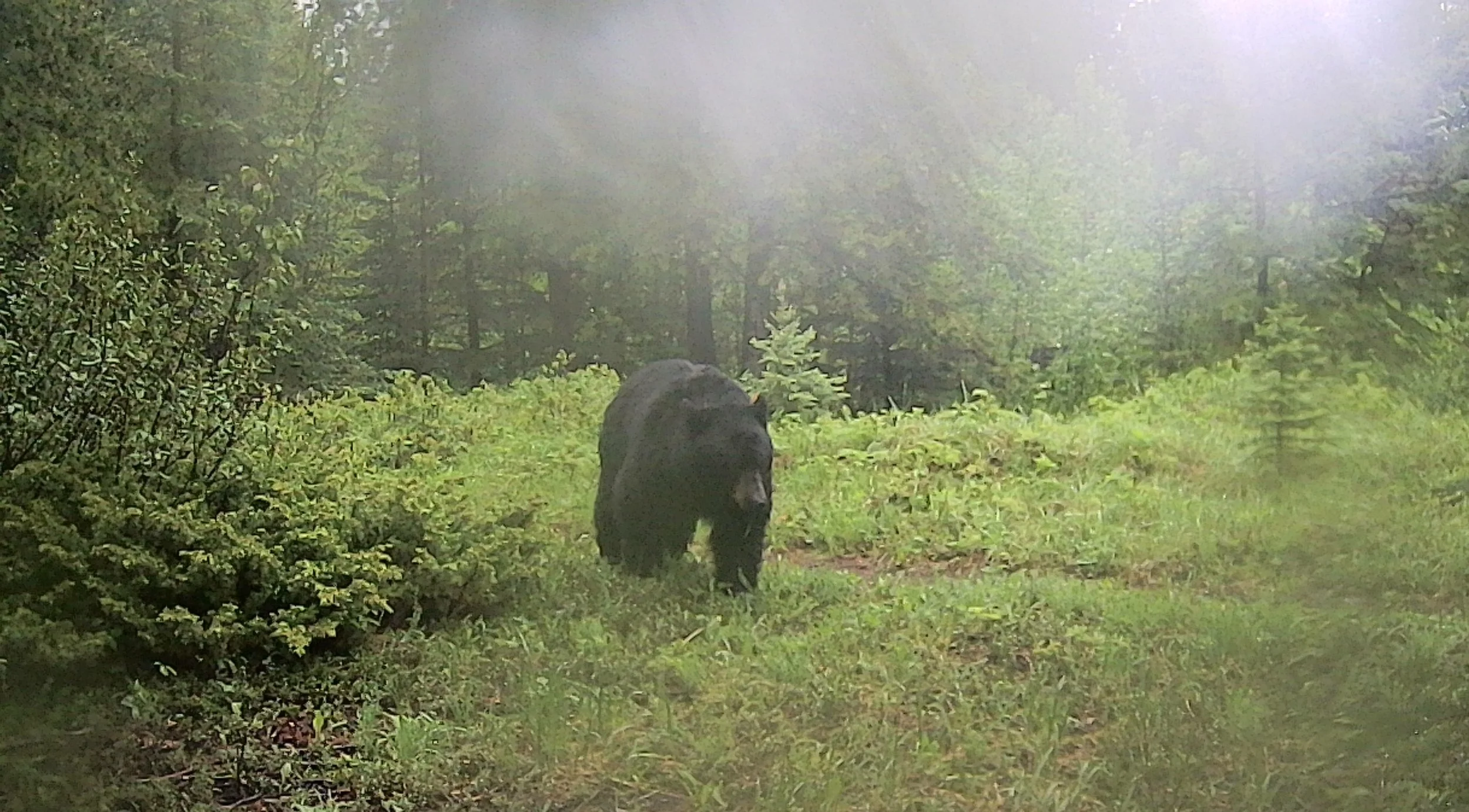 2026 05 30 Bear and one cub C2 IMAG0055.jpg