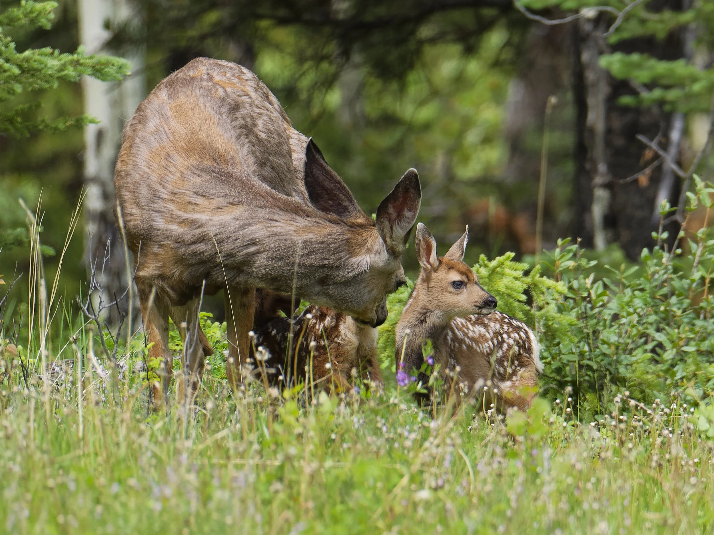 01 doe and fawns.jpg
