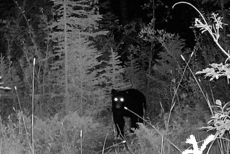 bear at night C1_IMAG0138.jpg