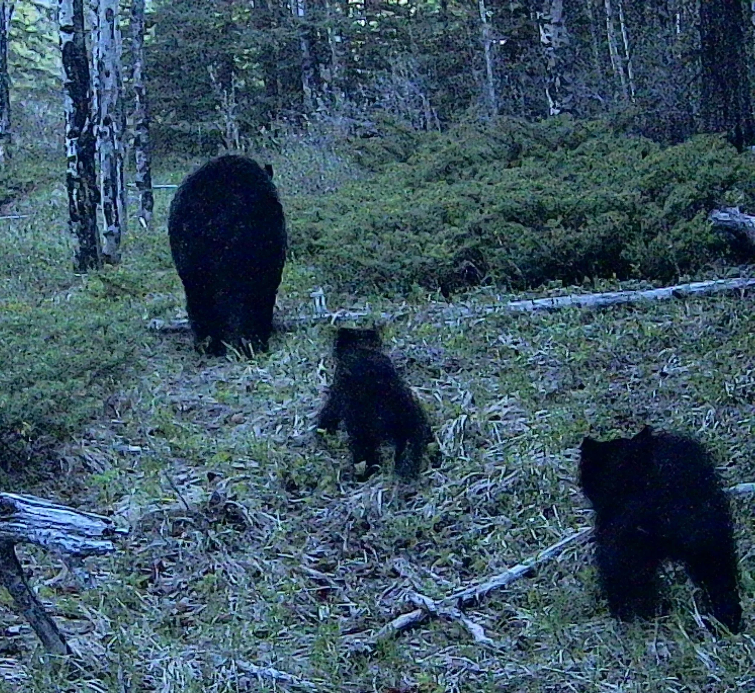 C4 Mom and 2 cubs_6 IMAG0093(2).jpg