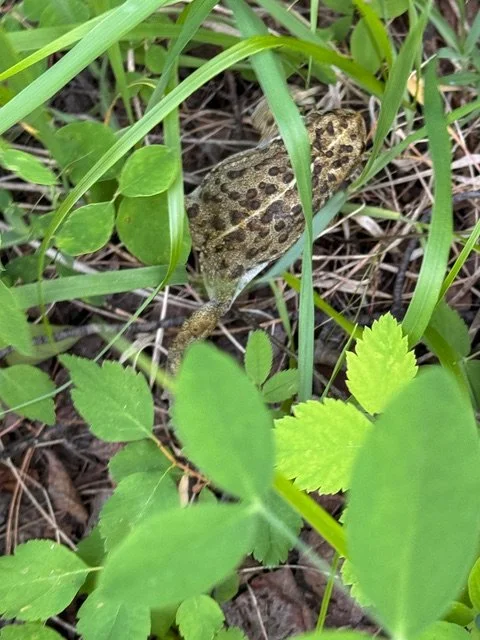 Western toad 2085.jpeg