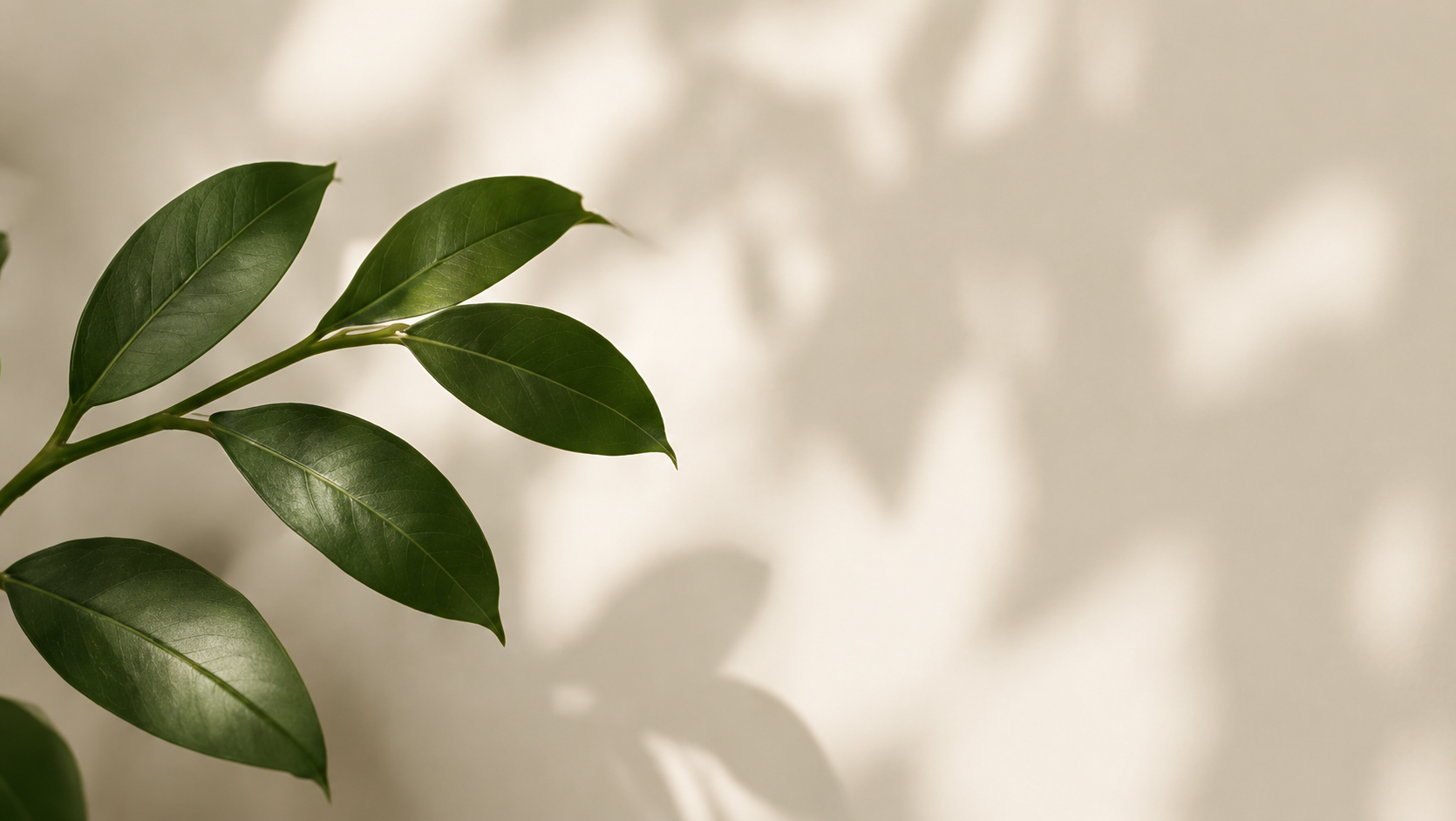 Close-up of green leaves on a branch against a neutral background, with shadows cast on the wall.